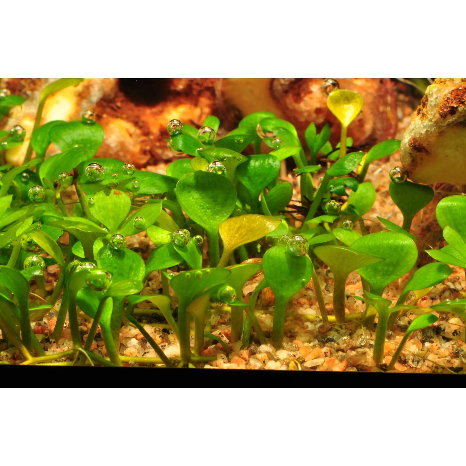 Tropica Marsilea hirsuta 1-2-GROW! - Aqua Essentials