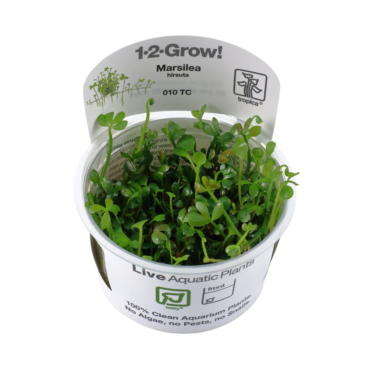 Tropica Marsilea hirsuta 1-2-GROW! - Aqua Essentials