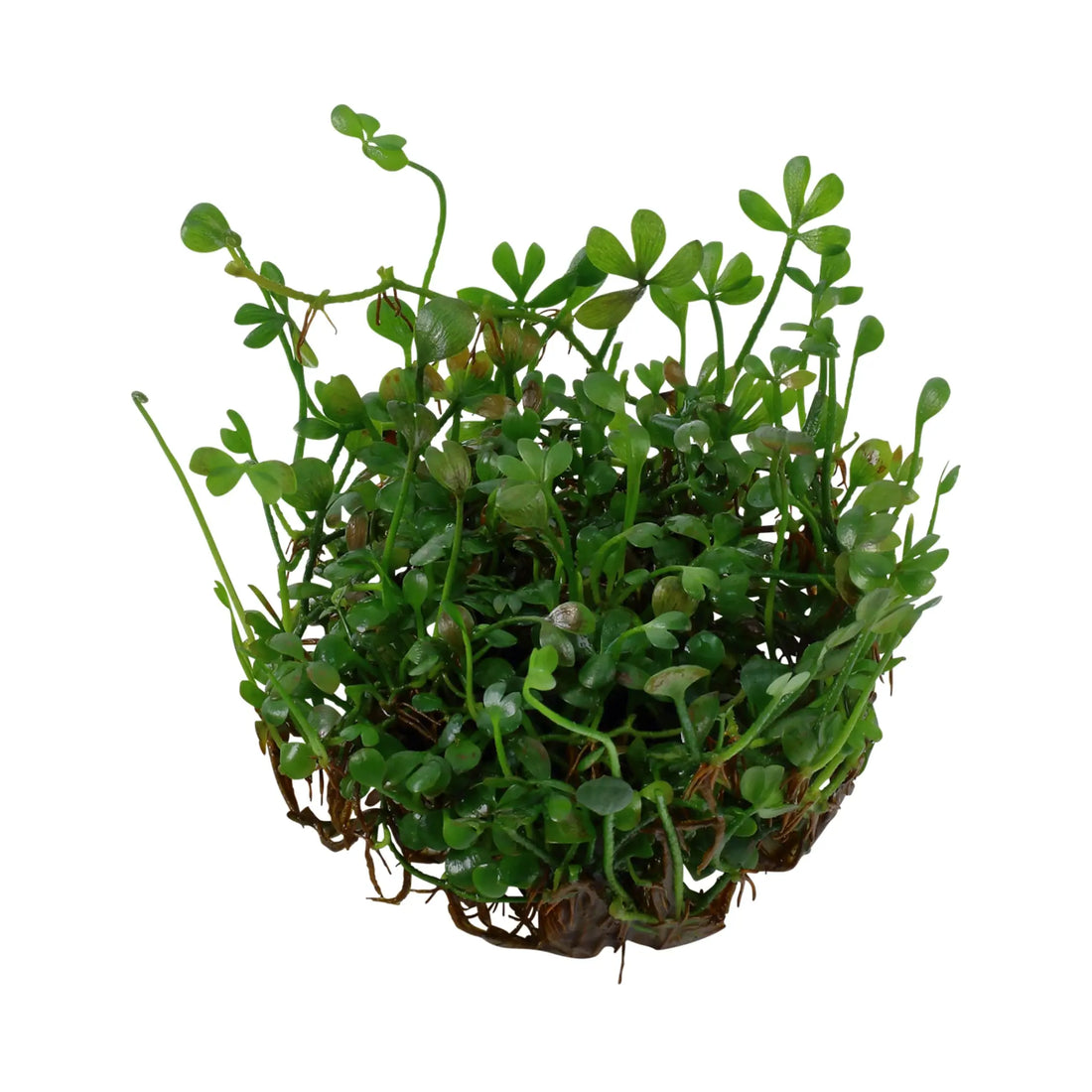 Tropica Marsilea minuta 1-2-GROW - Aqua Essentials