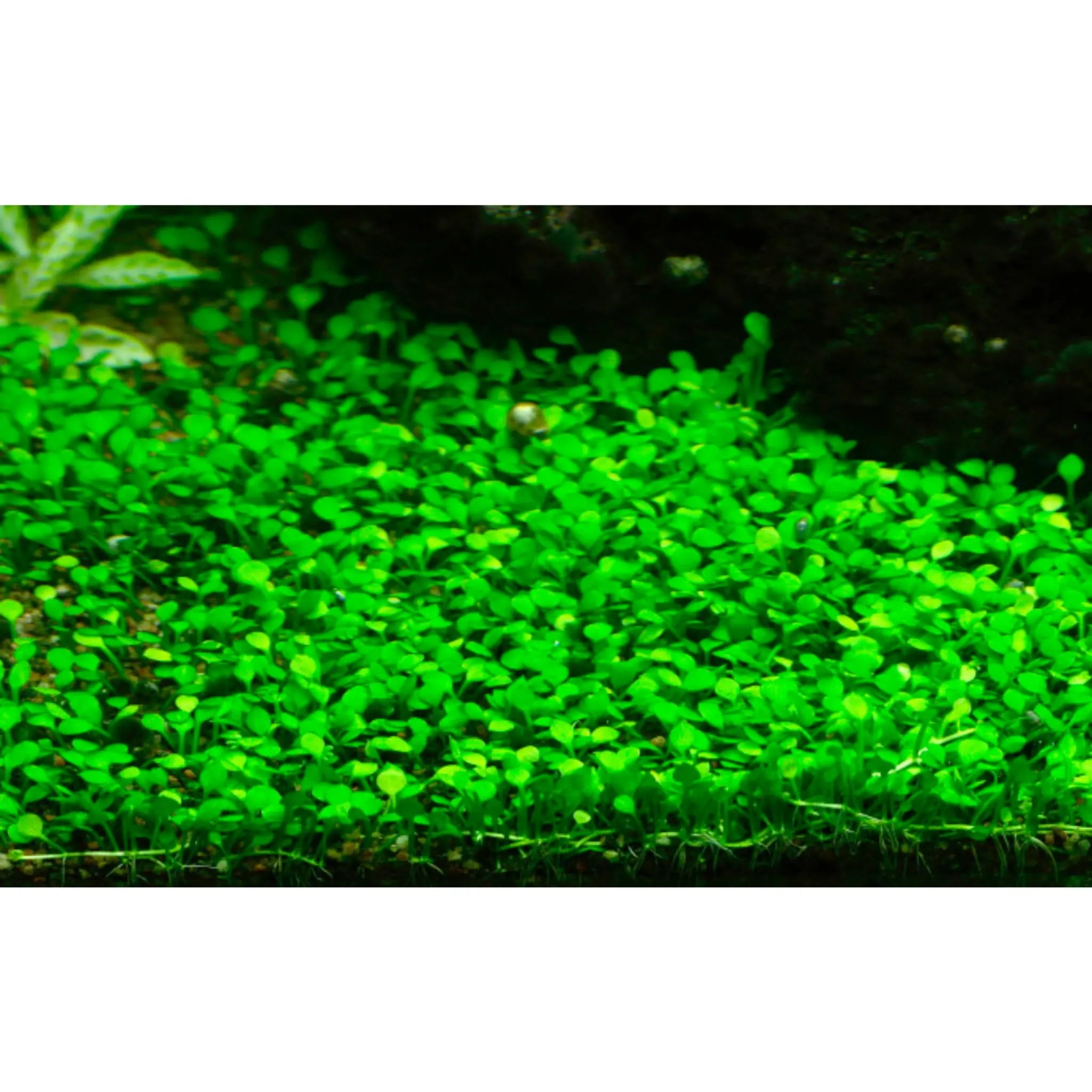 Tropica Marsilea minuta 1-2-GROW - Aqua Essentials