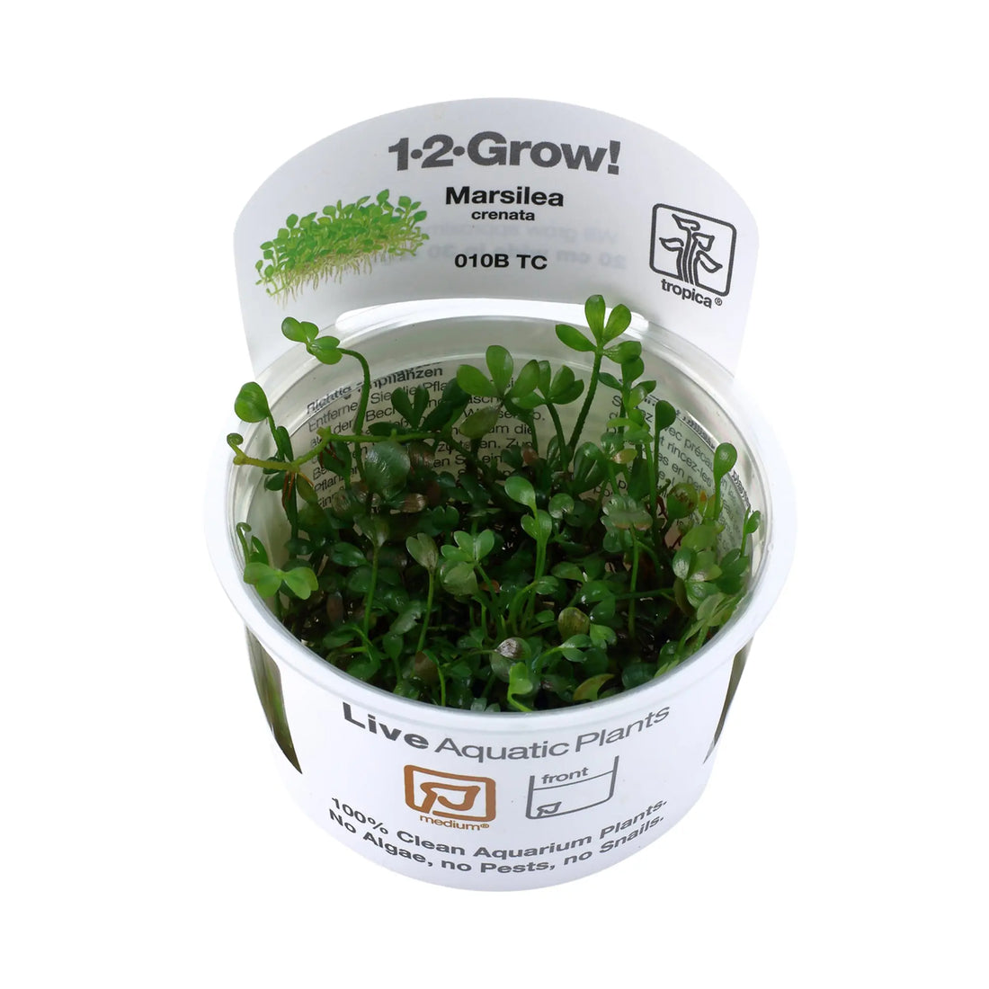 Tropica Marsilea minuta 1-2-GROW - Aqua Essentials