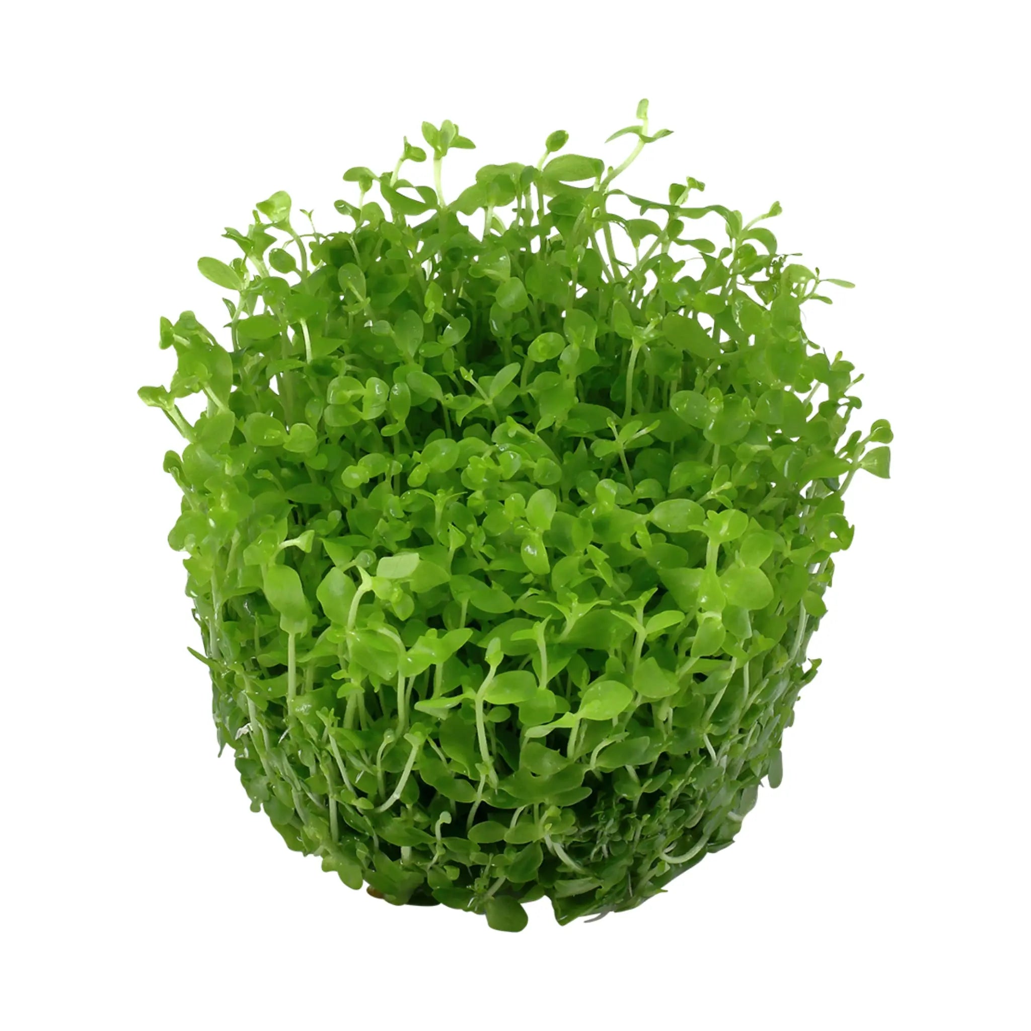 Tropica Micranthemum &