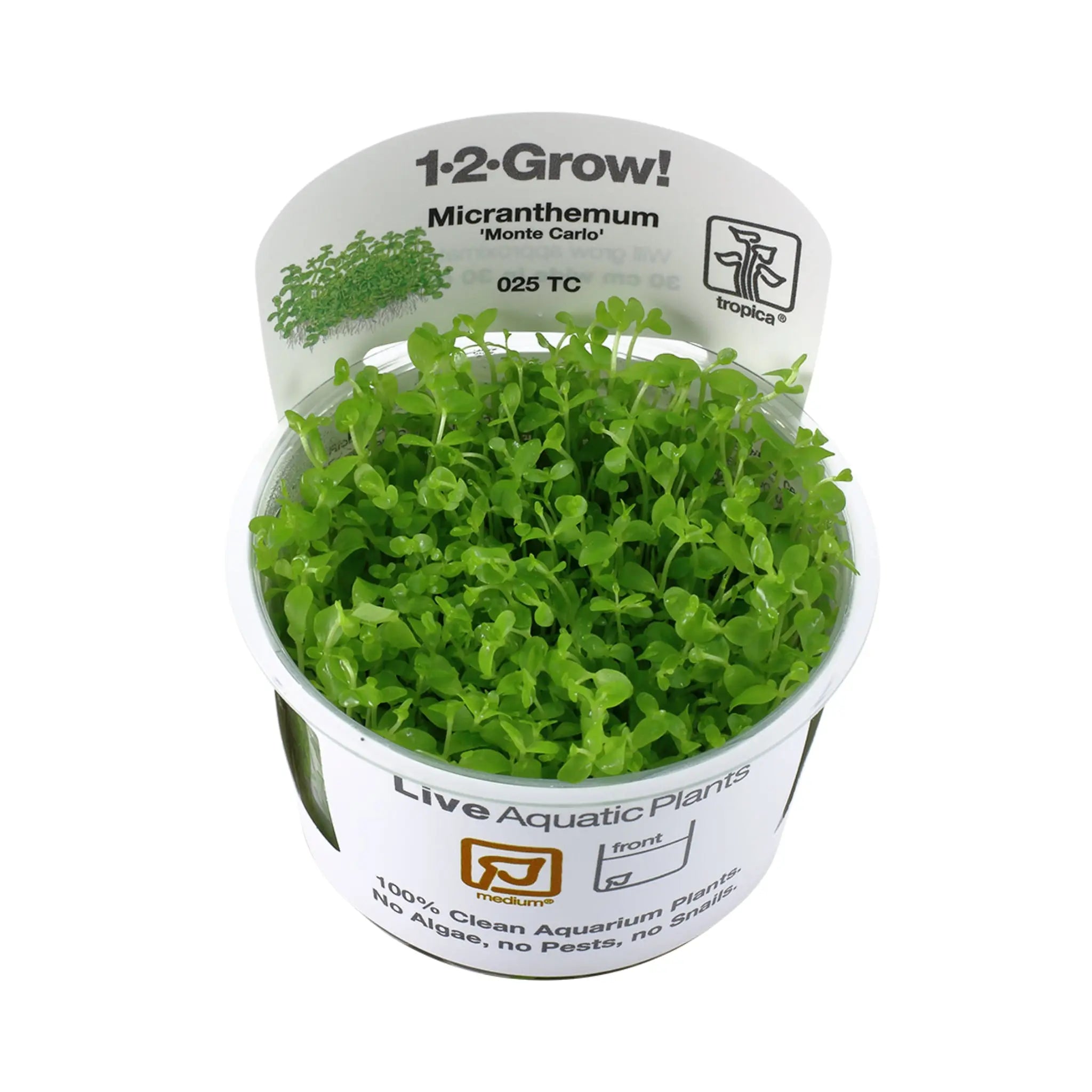 Tropica Micranthemum &