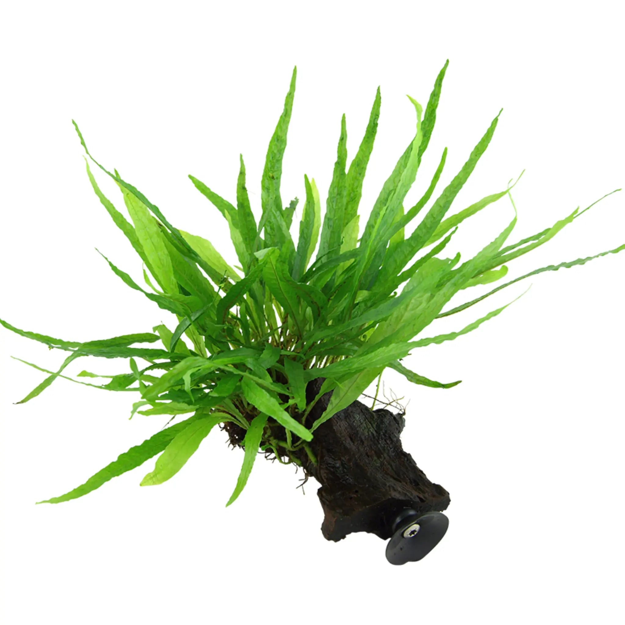 Tropica Microsorum Narrow on Decor - Floating - Aqua Essentials