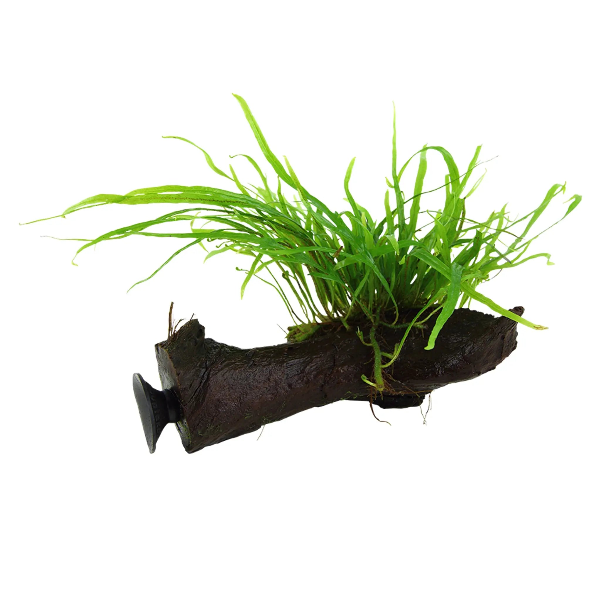 Tropica Microsorum Trident on Decor - Floating - Aqua Essentials