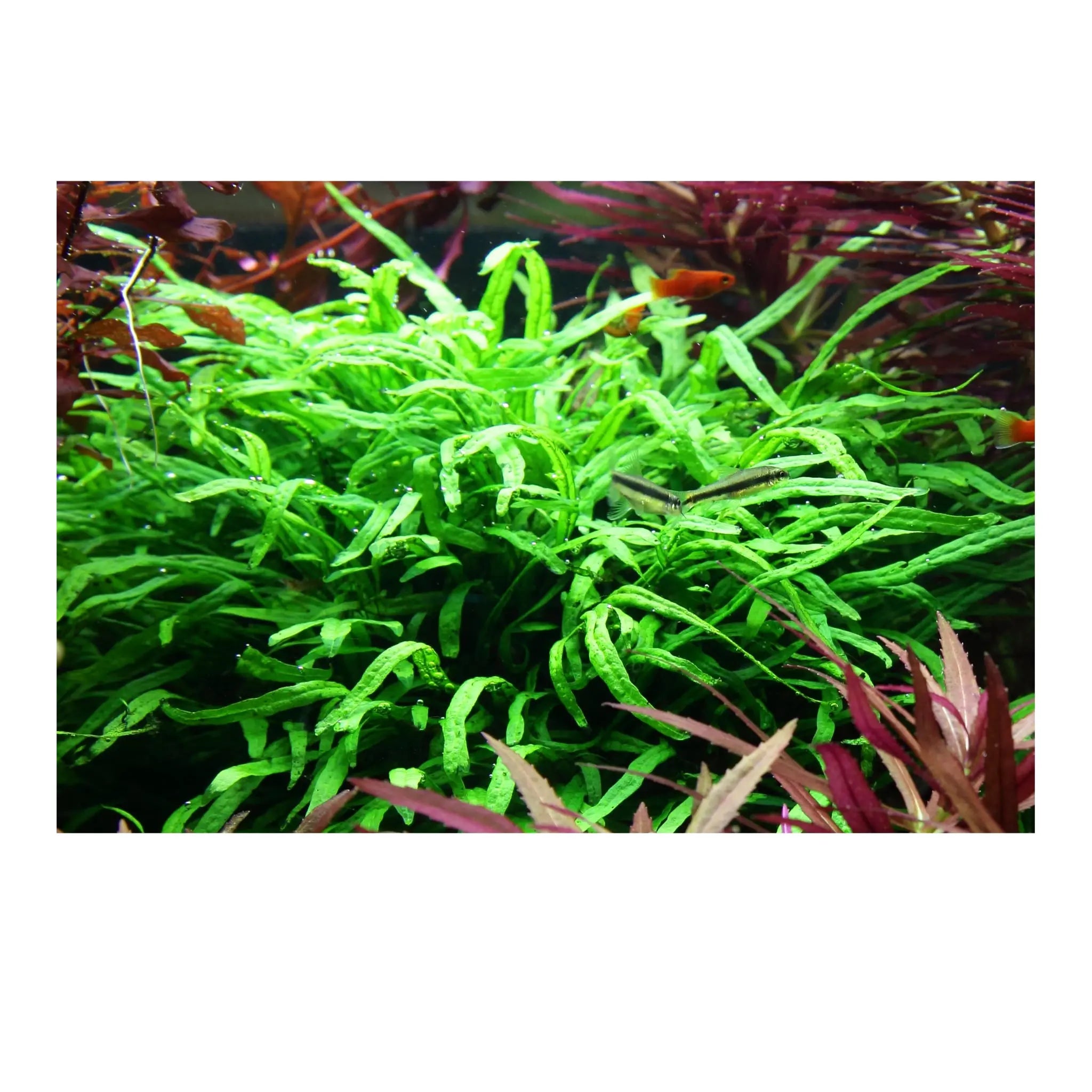 Tropica Microsorum Trident on Decor - Floating - Aqua Essentials