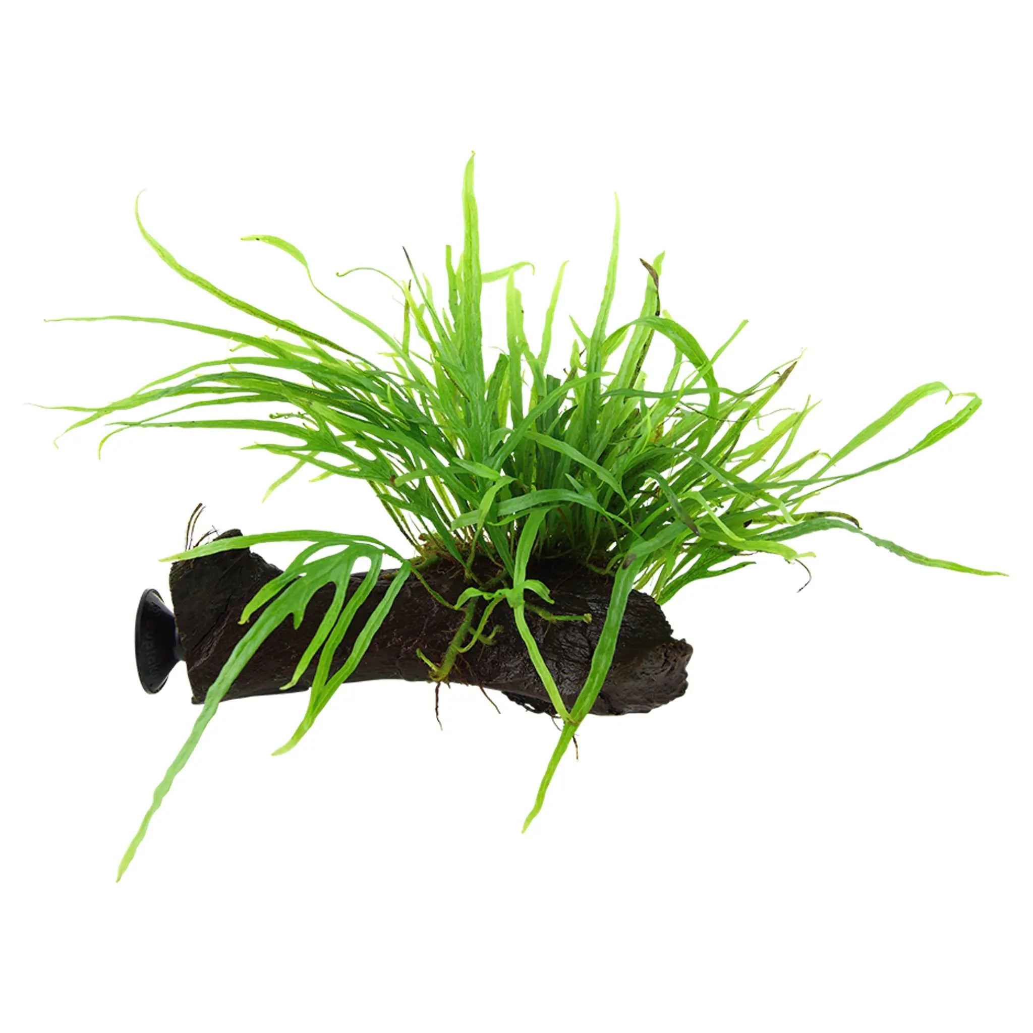 Tropica Microsorum Trident on Decor - Floating - Aqua Essentials