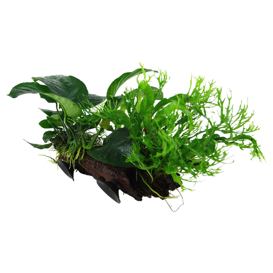 Microsorum on Driftwood XL - Floating - Aqua Essentials