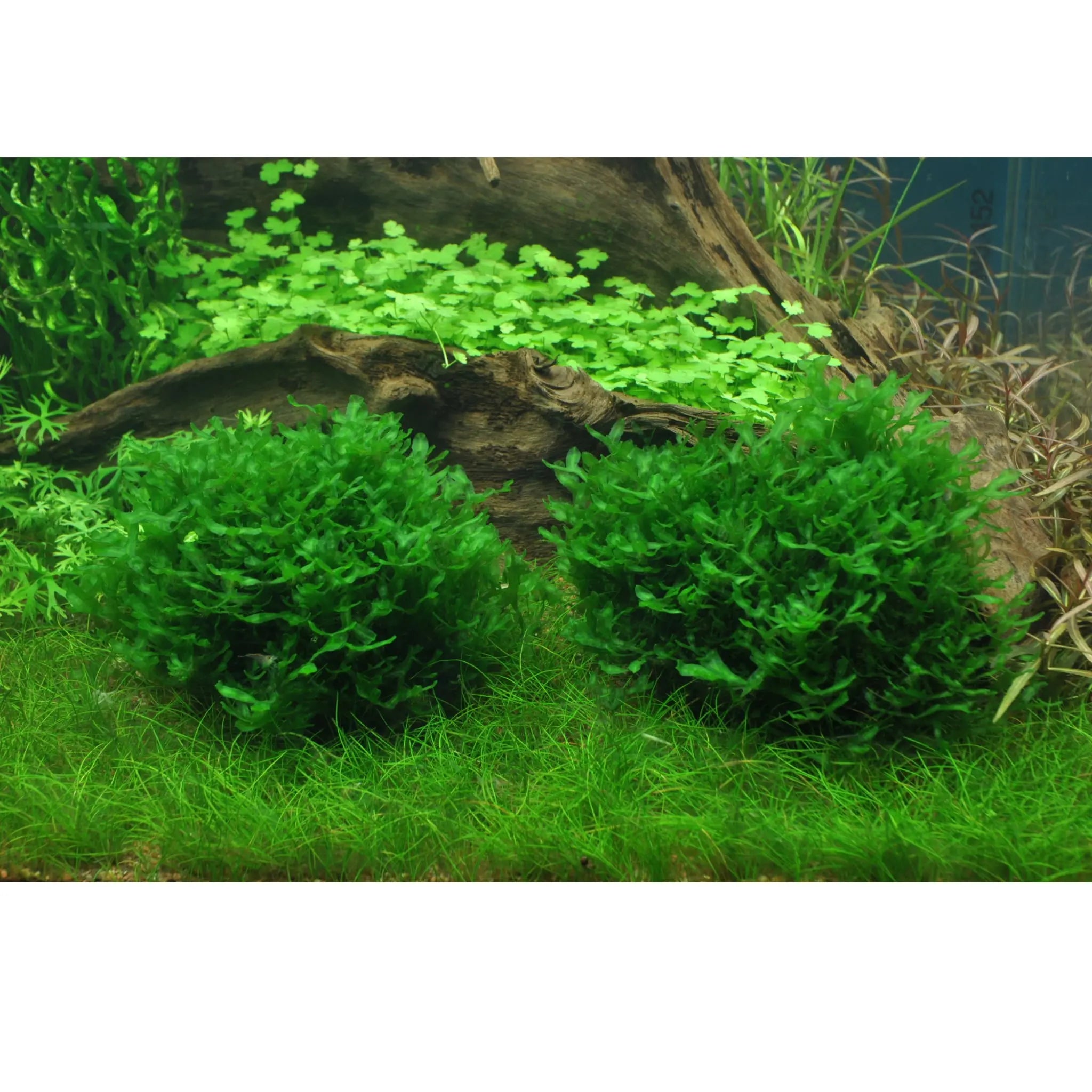 Tropica Monosolenium tenerum 1-2-Grow! - Aqua Essentials