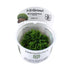 Tropica Monosolenium tenerum 1-2-Grow! - Aqua Essentials