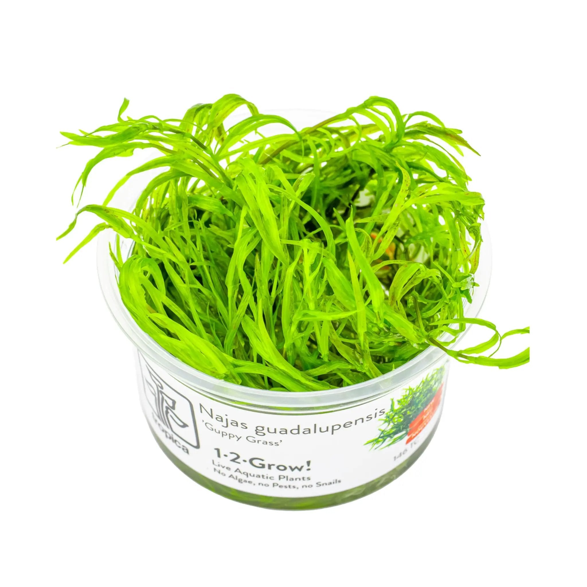 Tropica Najas guadalupensis Guppy Grass 1-2-Grow Tropica
