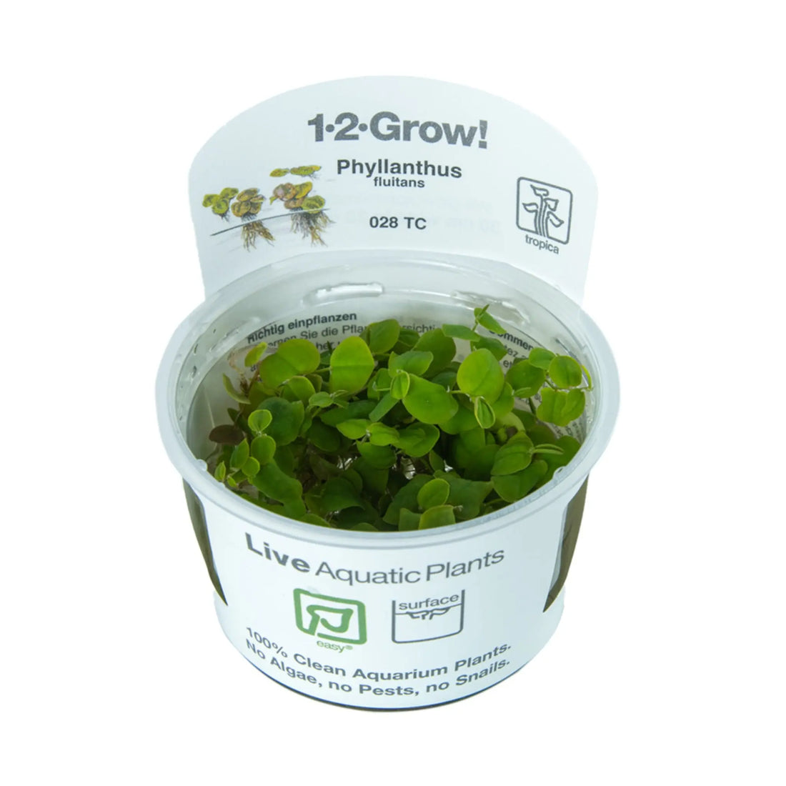 Tropica Phyllanthus fluitans 1-2-Grow! - Aqua Essentials