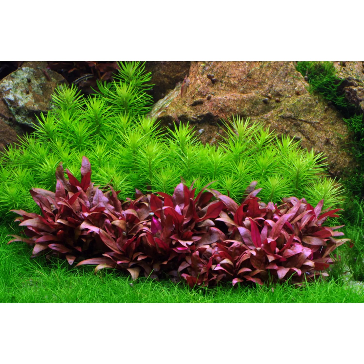 Tropica Pogostemon deccanensis 1-2-GROW! - Aqua Essentials