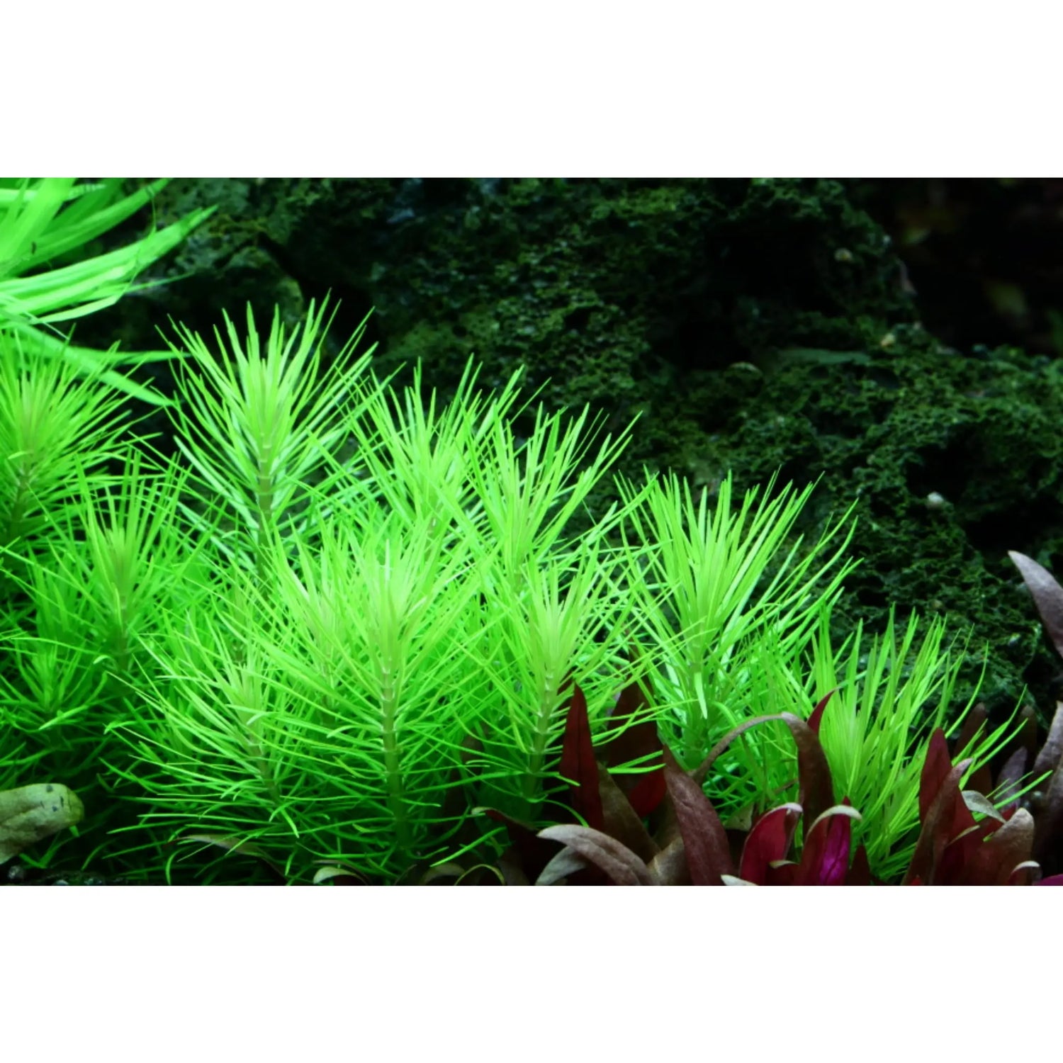 Tropica Pogostemon deccanensis 1-2-GROW! - Aqua Essentials