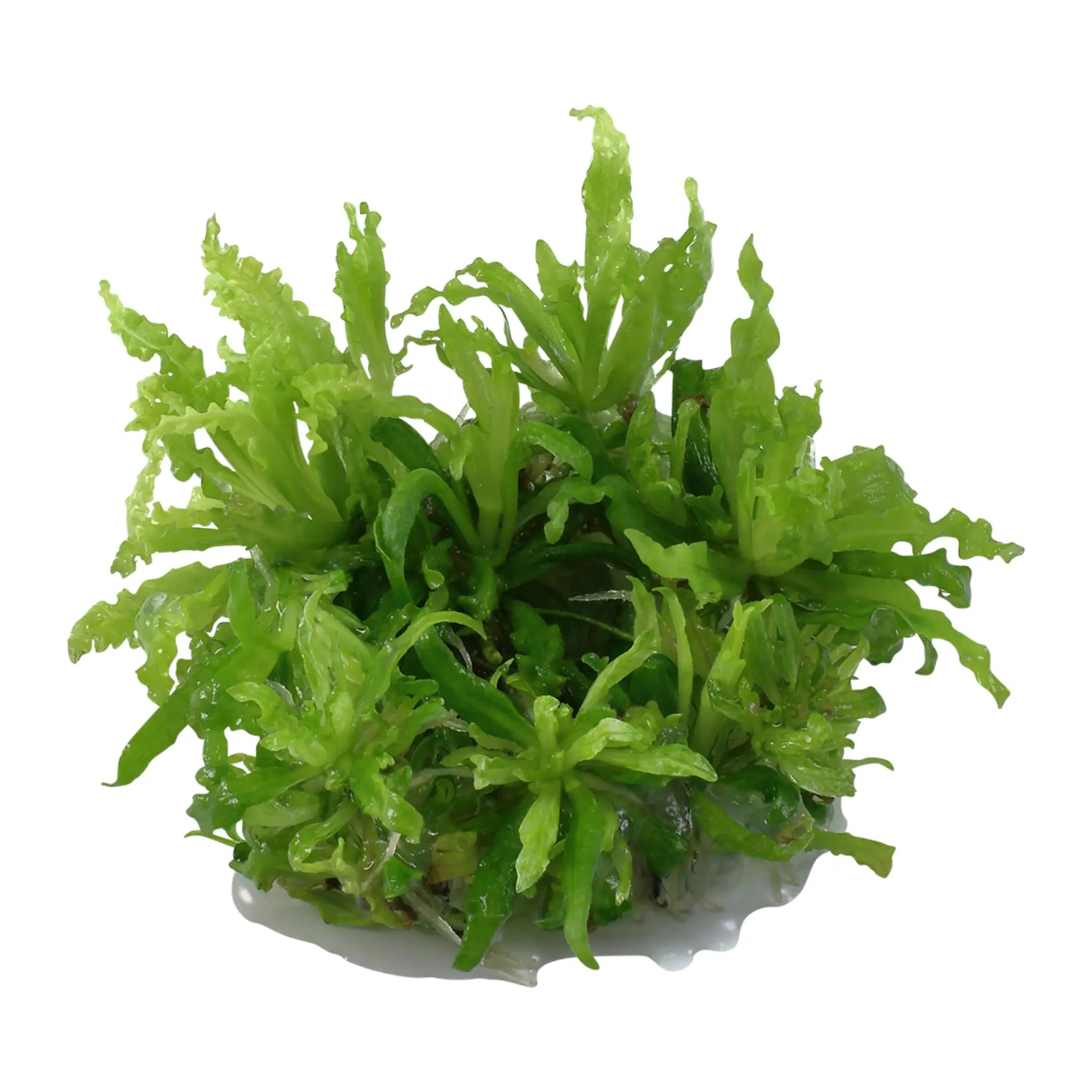 Tropica Pogostemon helferi 1-2-GROW! - Aqua Essentials