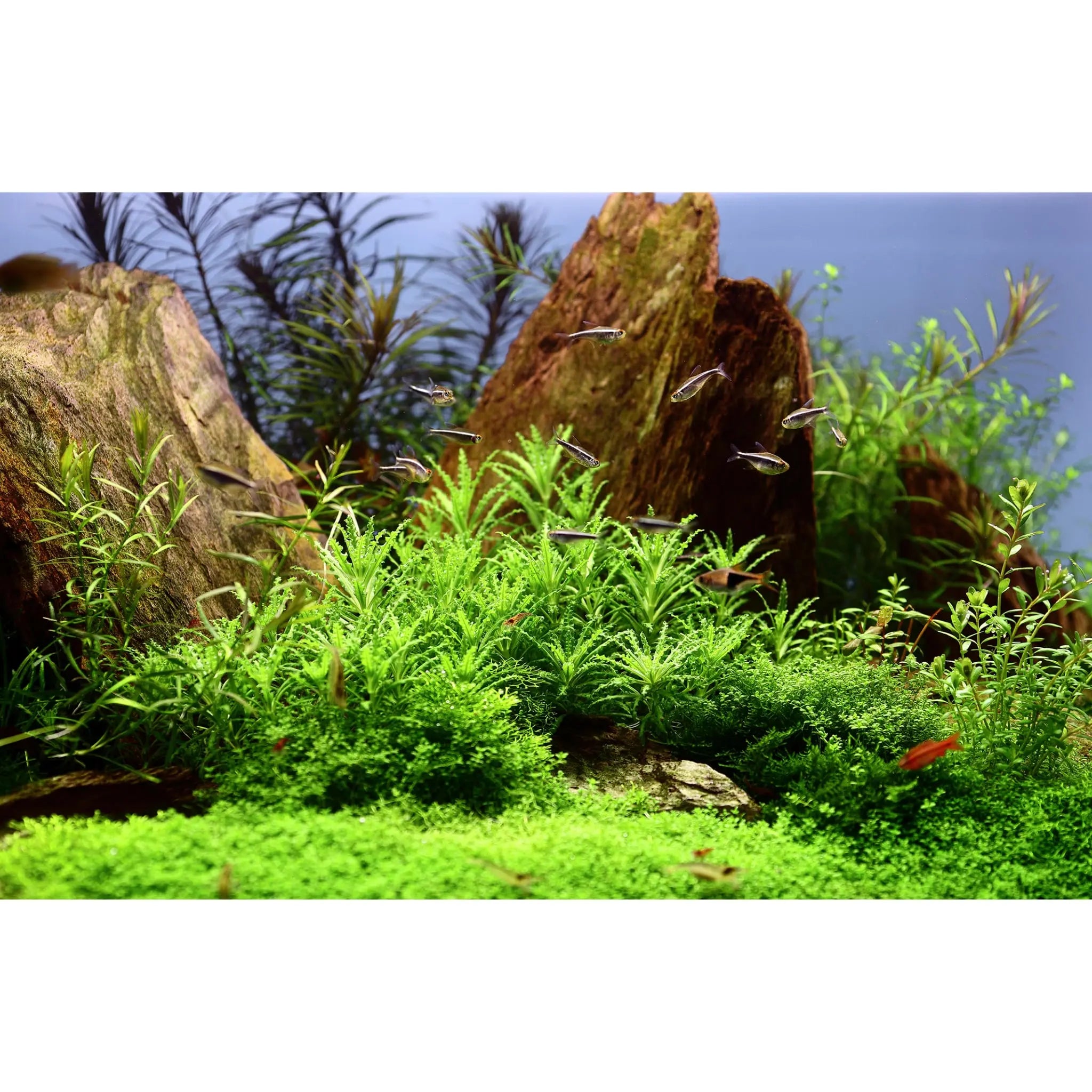 Tropica Pogostemon helferi 1-2-GROW! - Aqua Essentials