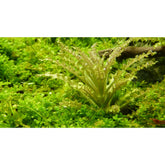 Tropica Pogostemon helferi 1-2-GROW! - Aqua Essentials