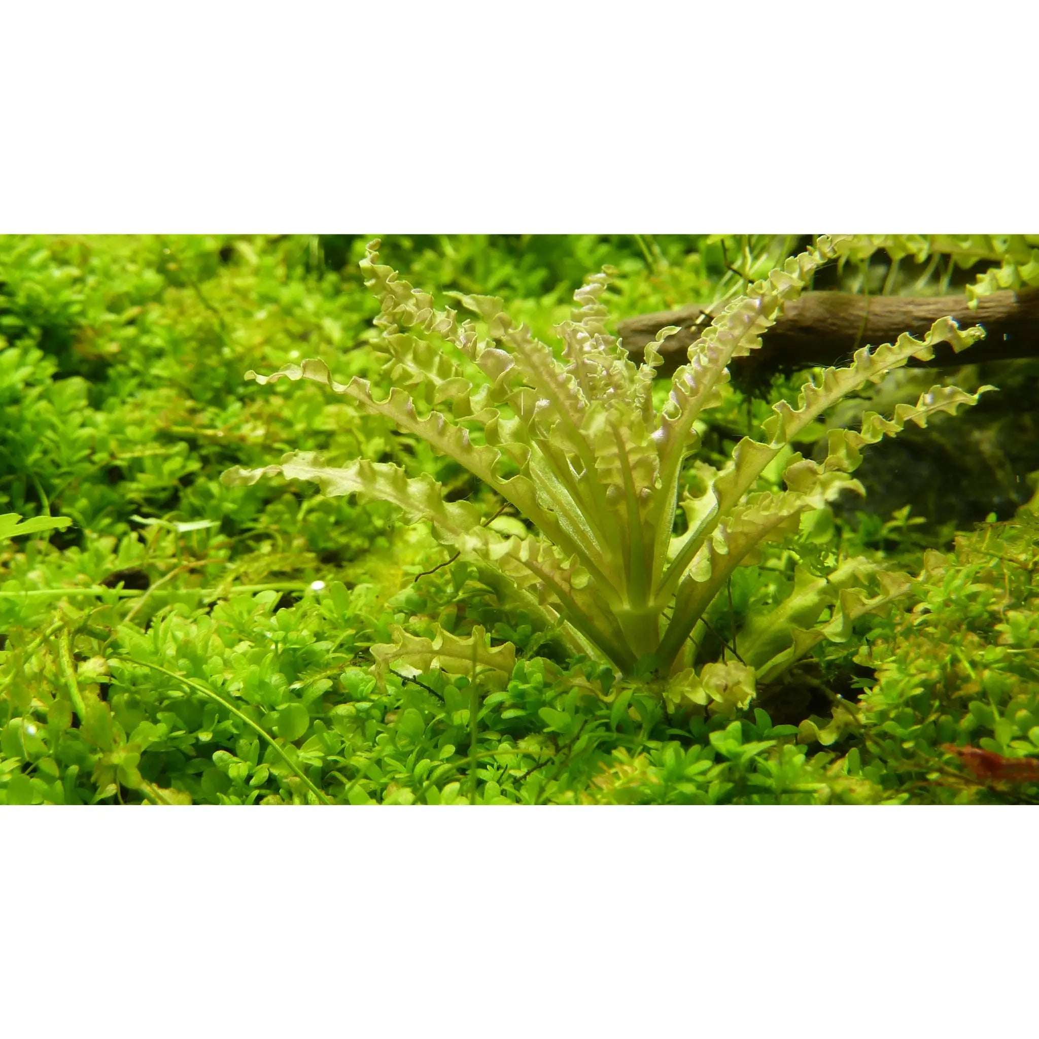 Tropica Pogostemon helferi 1-2-GROW! - Aqua Essentials