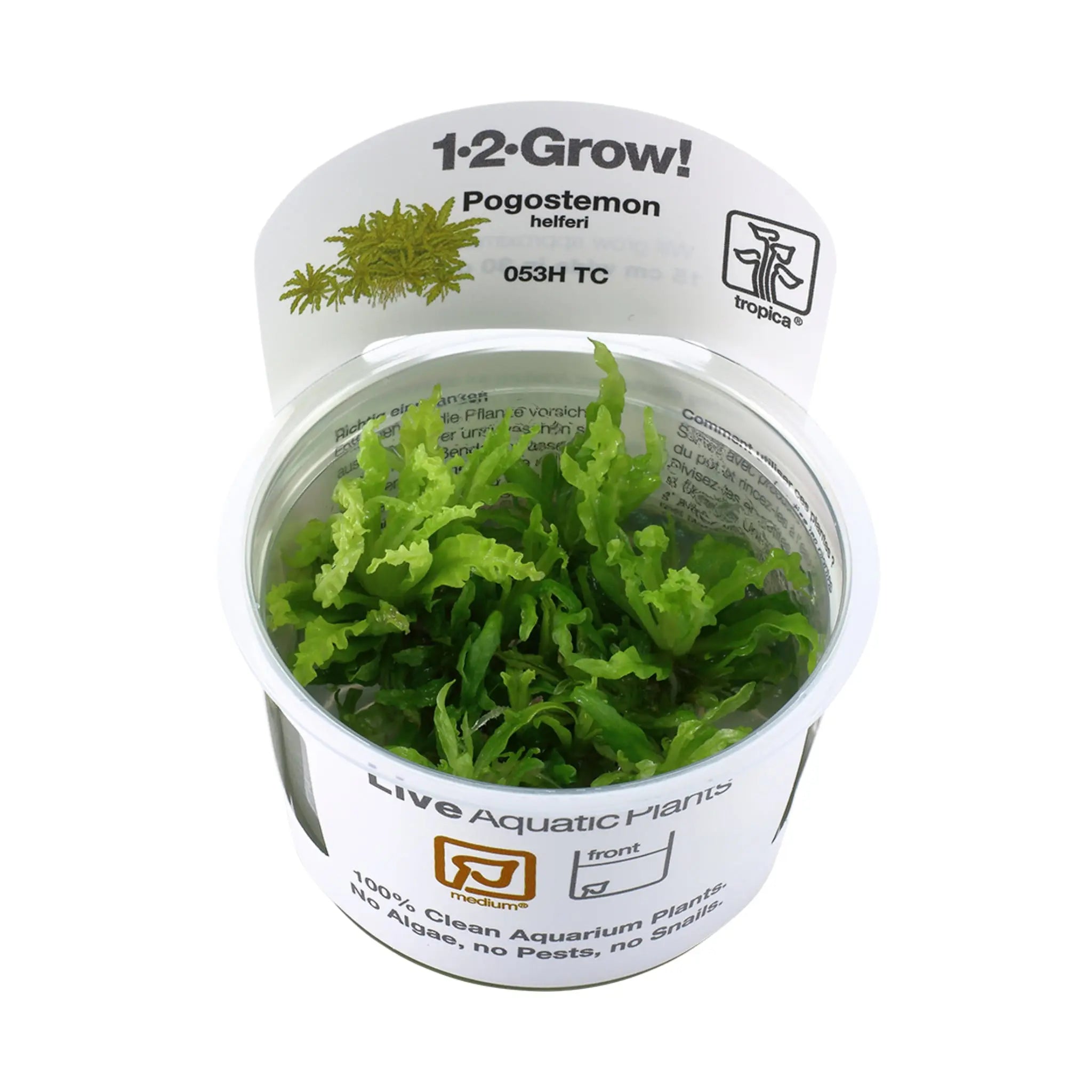 Tropica Pogostemon helferi 1-2-GROW! - Aqua Essentials