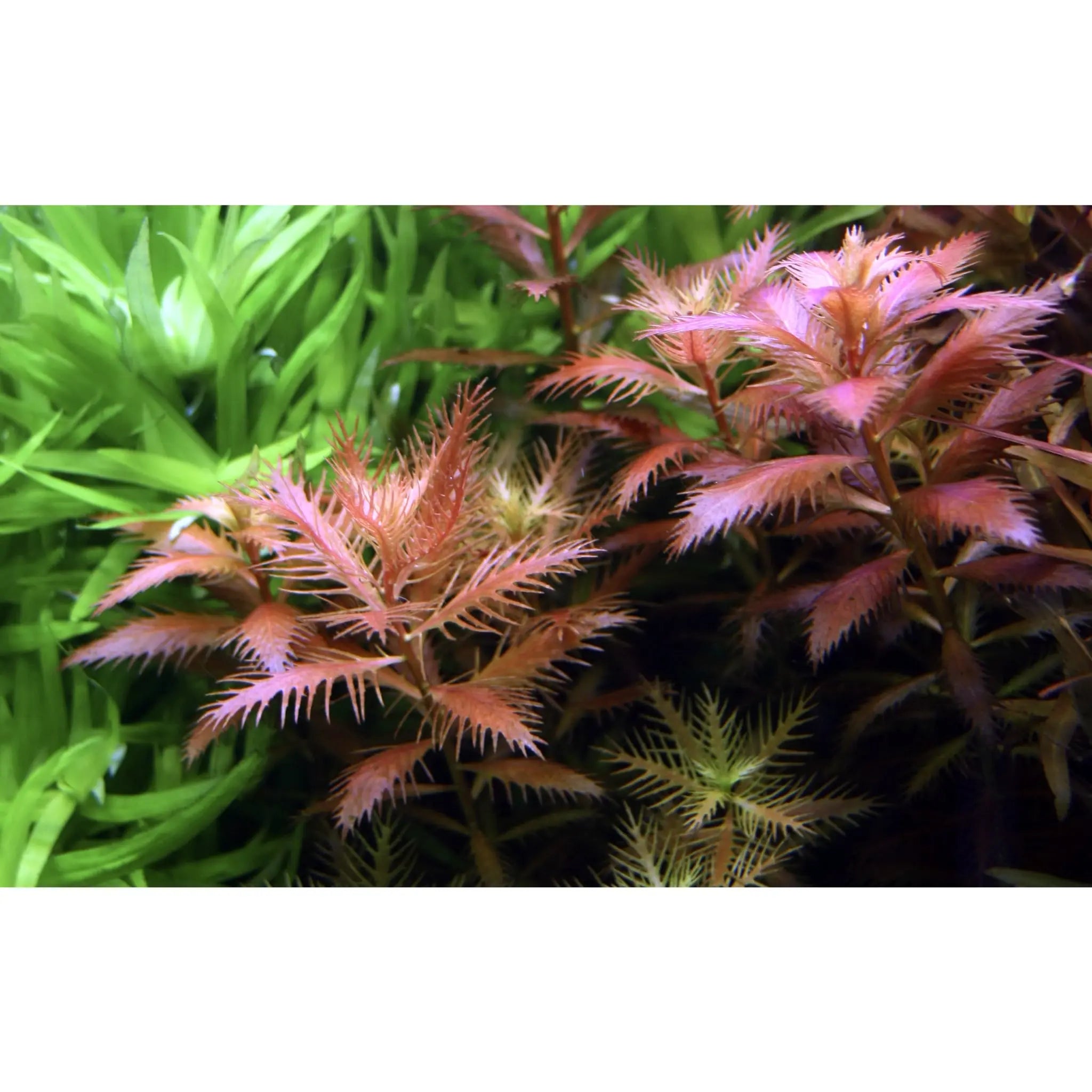 Tropica Proserpinaca palustris Cuba 1-2-GROW! - Aqua Essentials