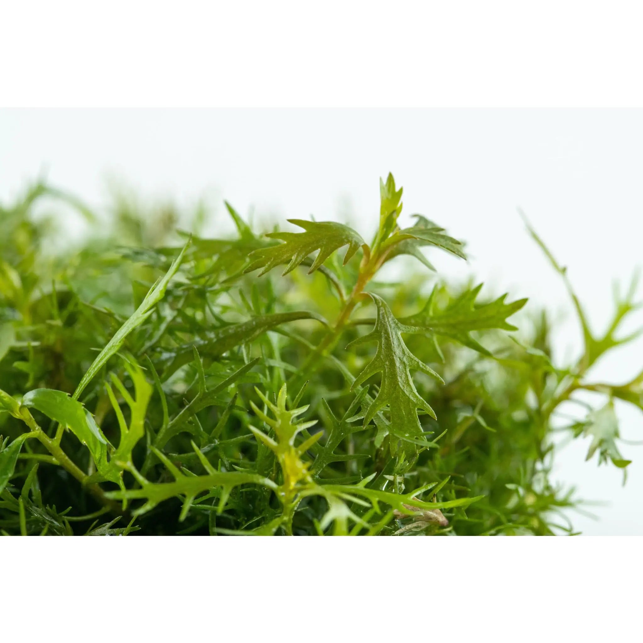 Tropica Proserpinaca palustris Cuba 1-2-GROW! - Aqua Essentials