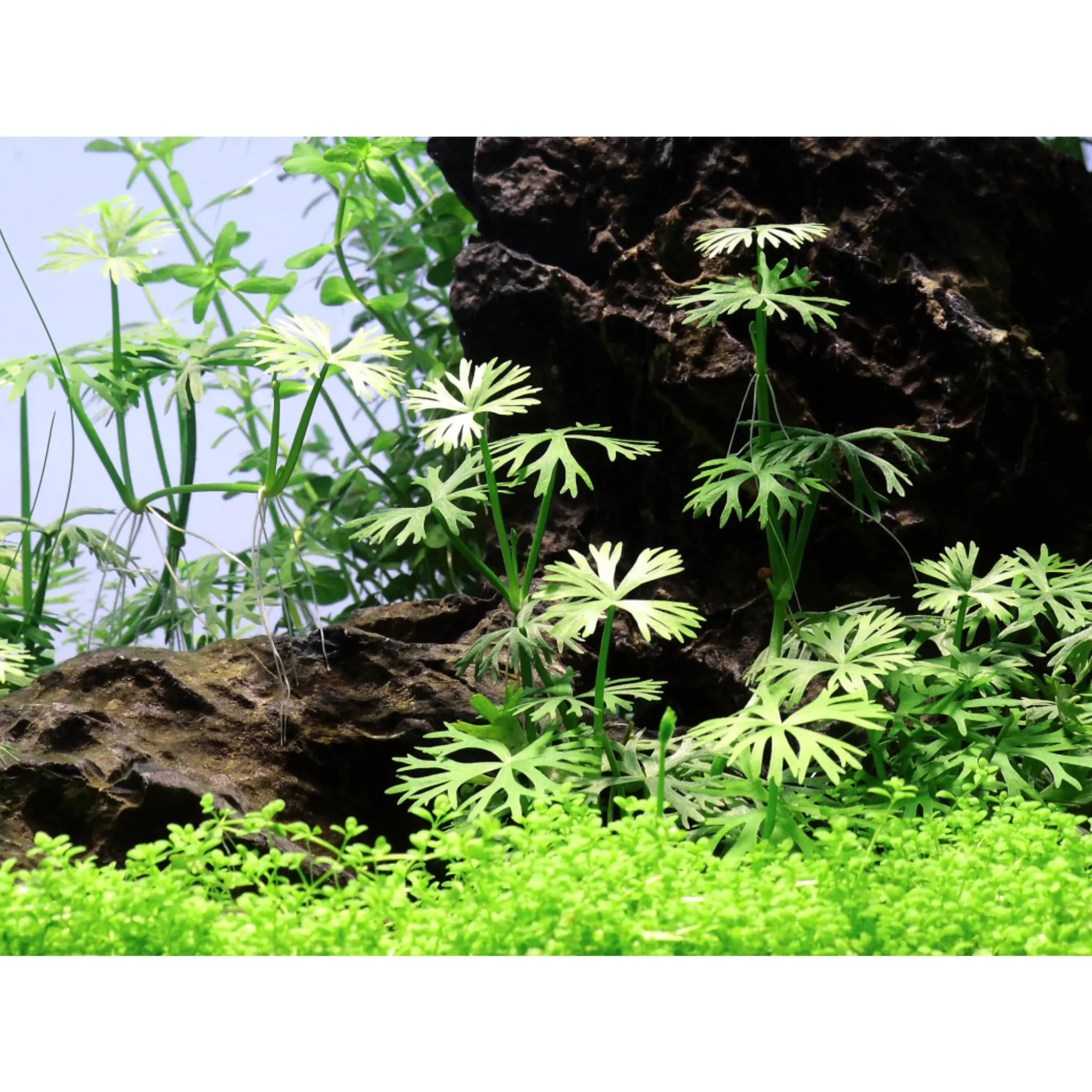 Tropica Ranunculus indatus 1-2-Grow! - Aqua Essentials