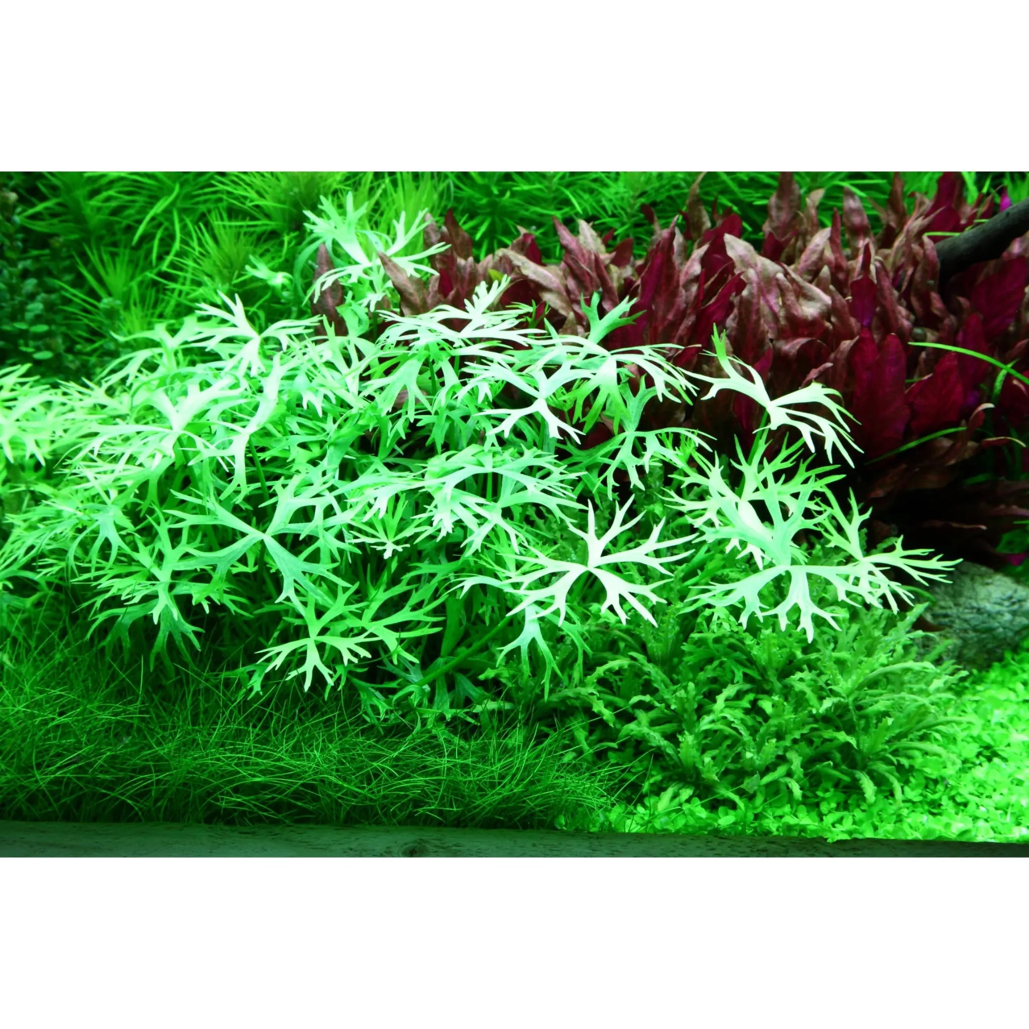 Tropica Ranunculus indatus 1-2-Grow! - Aqua Essentials