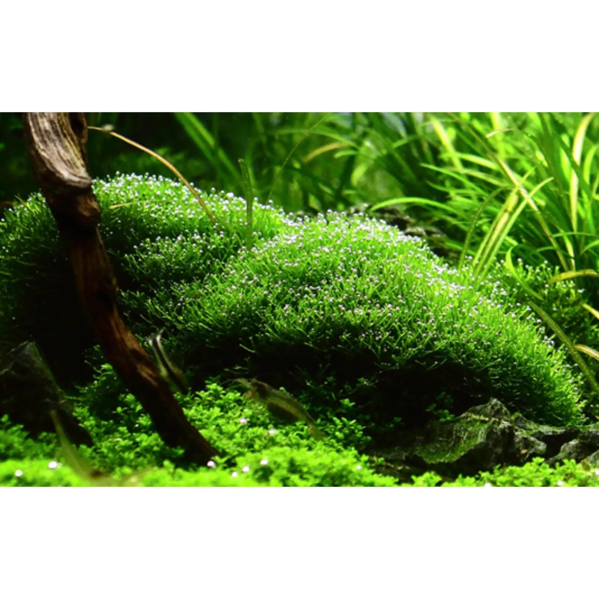 Tropica Riccia fluitans 1-2-GROW! - Aqua Essentials