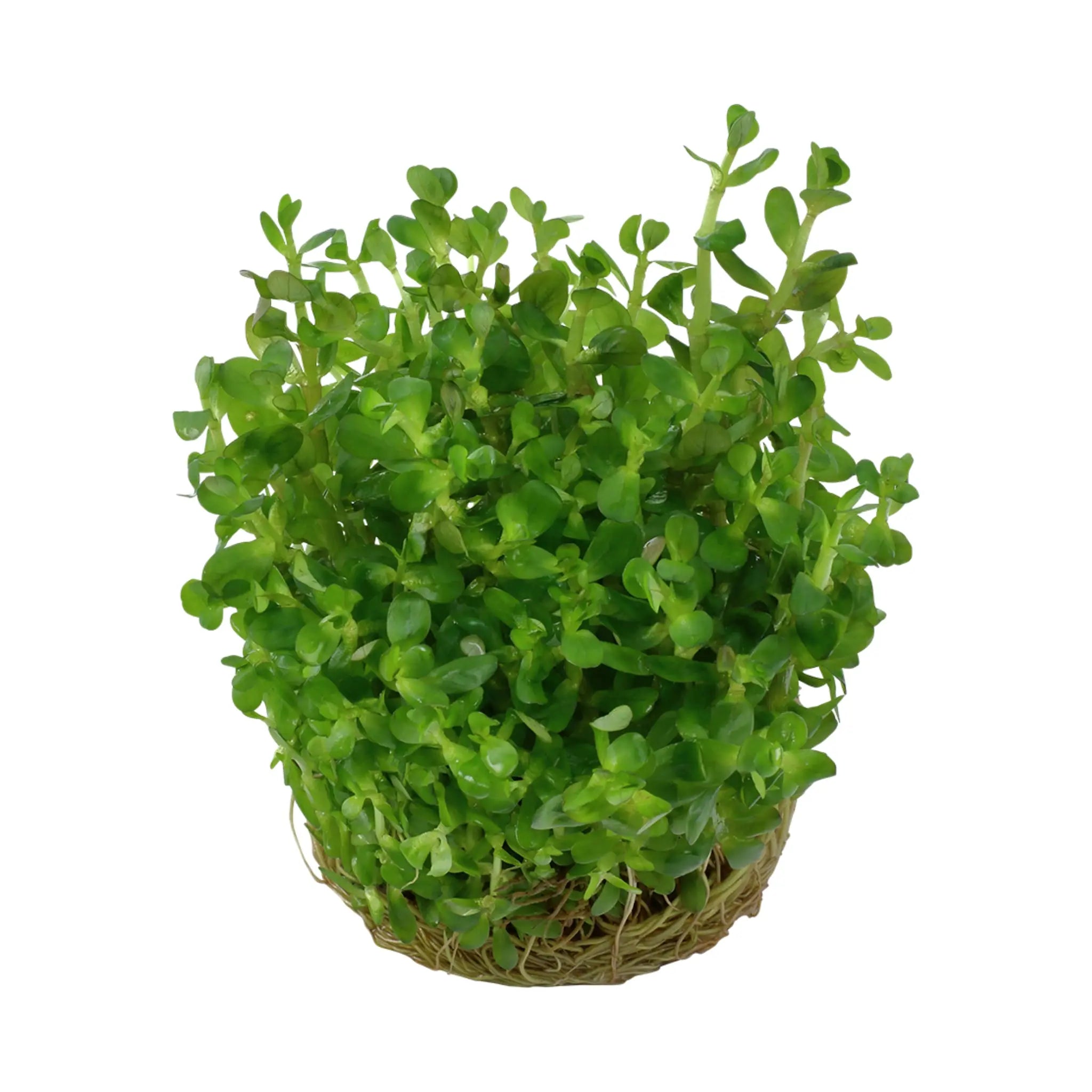 Tropica Rotala indica &