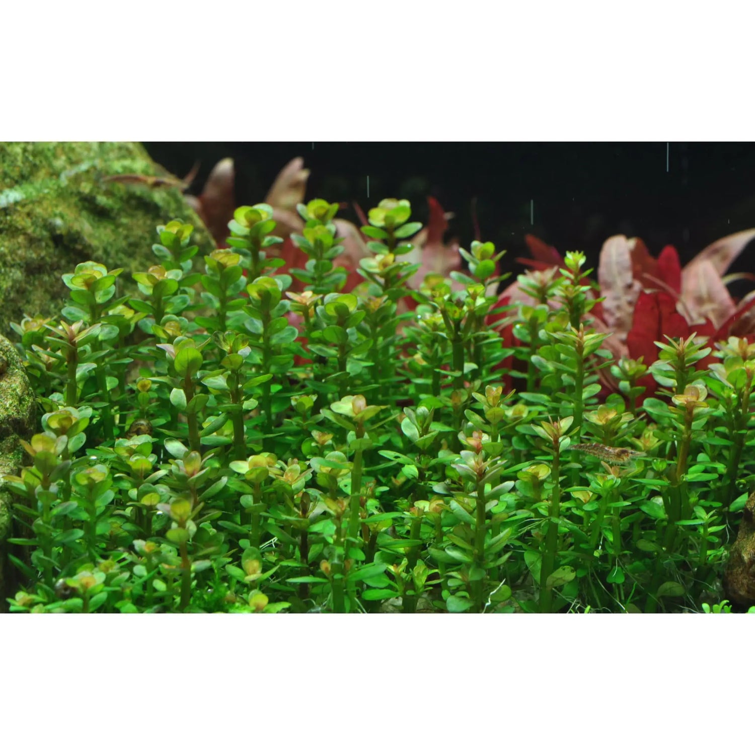 Tropica Rotala indica &