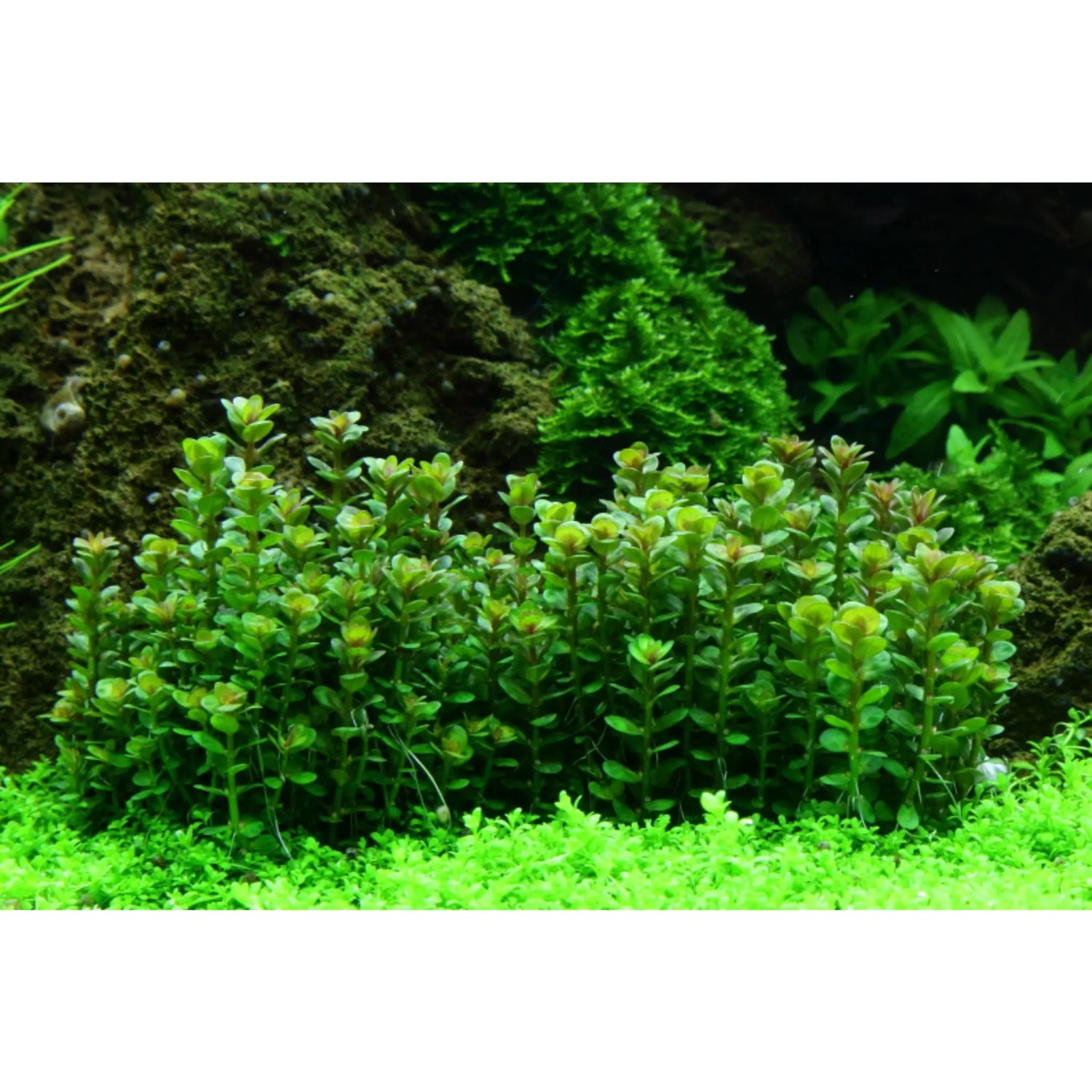 Tropica Rotala indica &