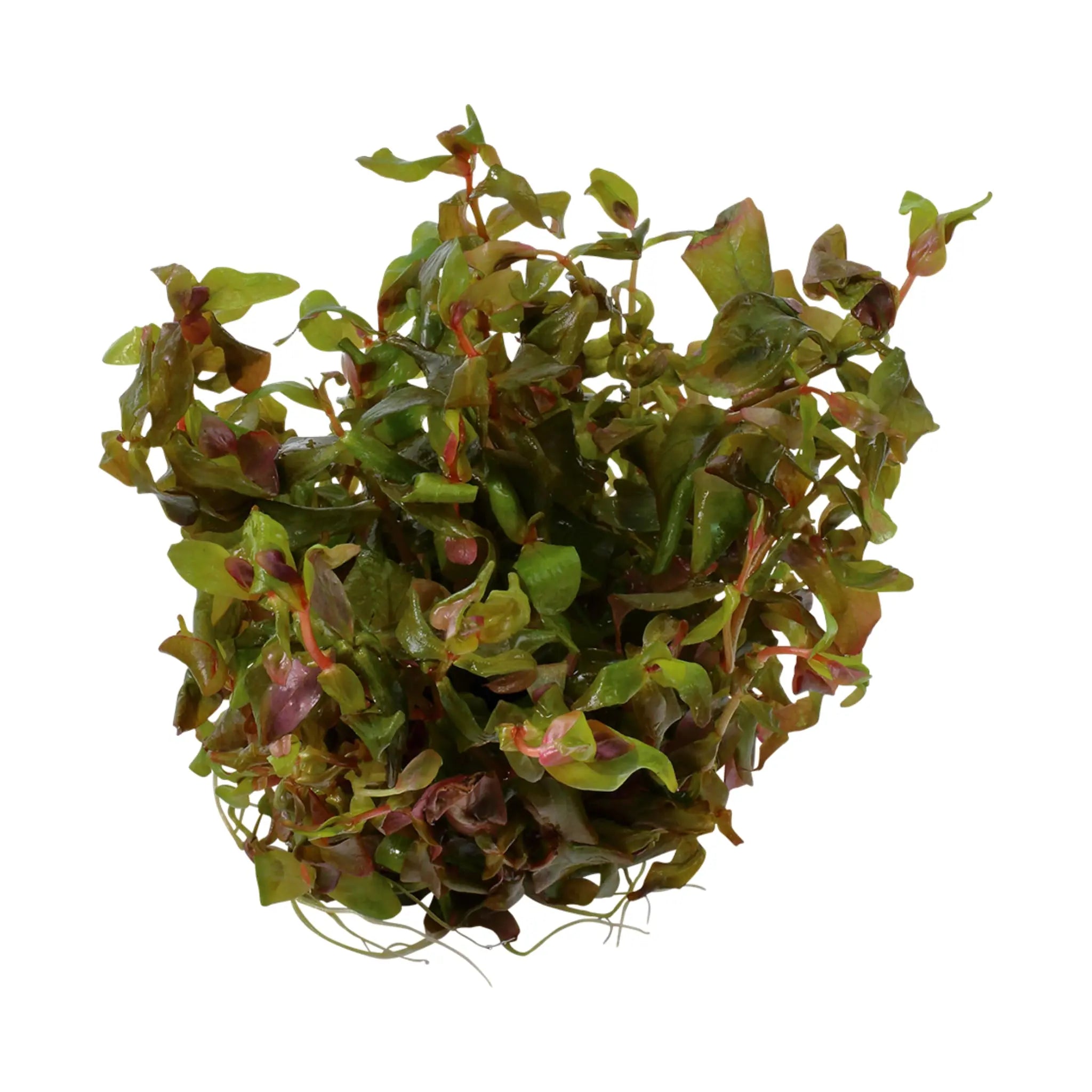 Tropica Rotala macrandra 1-2-GROW! - Aqua Essentials