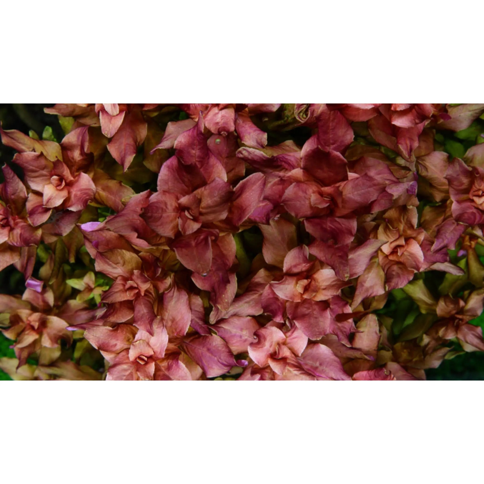 Tropica Rotala macrandra 1-2-GROW! - Aqua Essentials