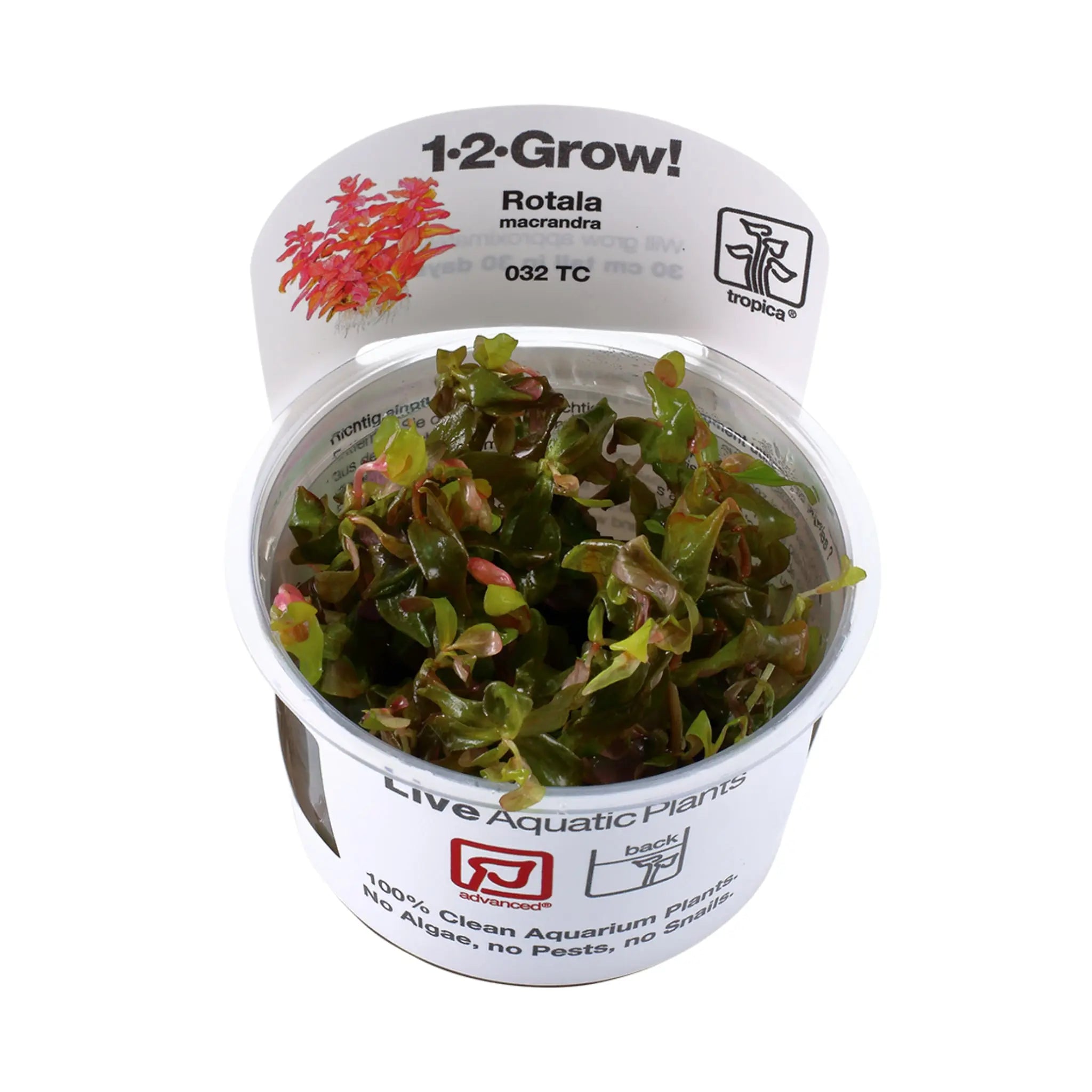 Tropica Rotala macrandra 1-2-GROW! - Aqua Essentials