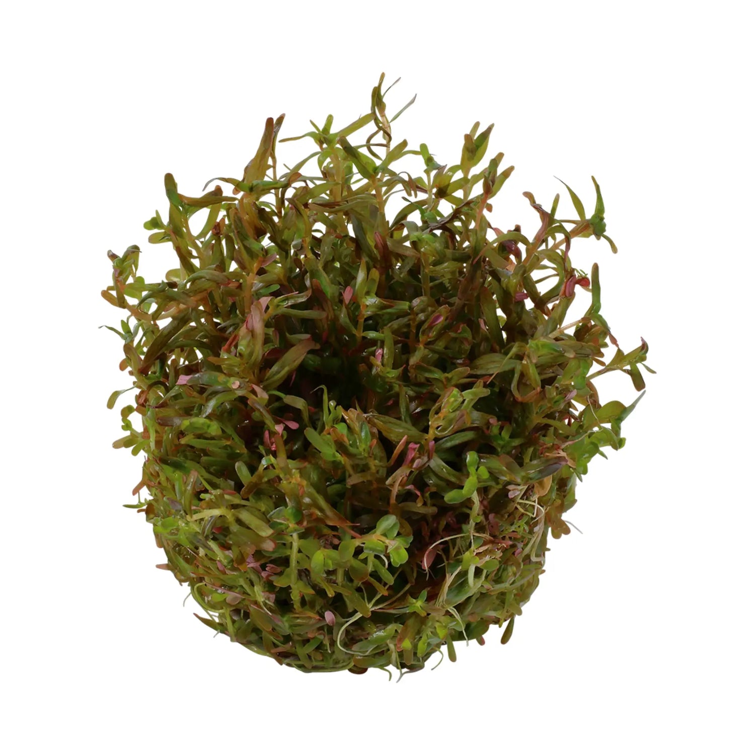 Tropica Rotala rotundifolia H&