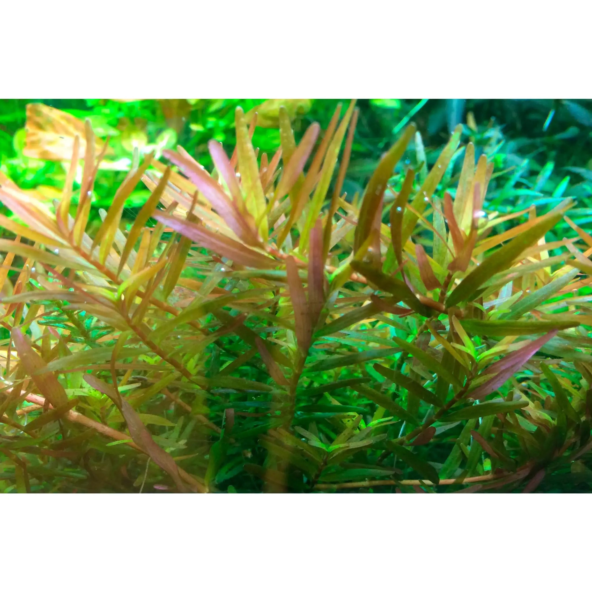 Tropica Rotala rotundifolia H&