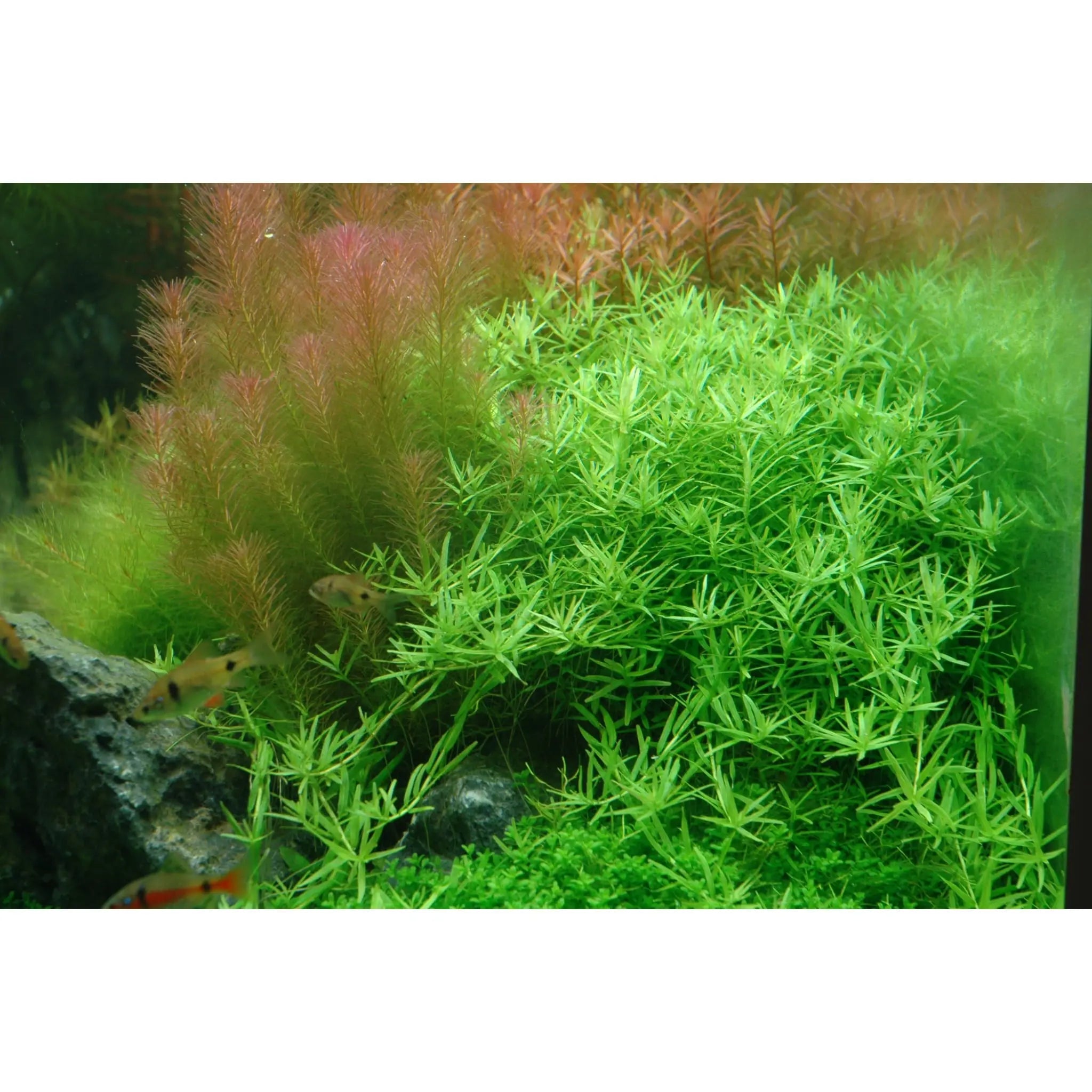 Tropica Rotala rotundifolia green 1-2-GROW - Aqua Essentials