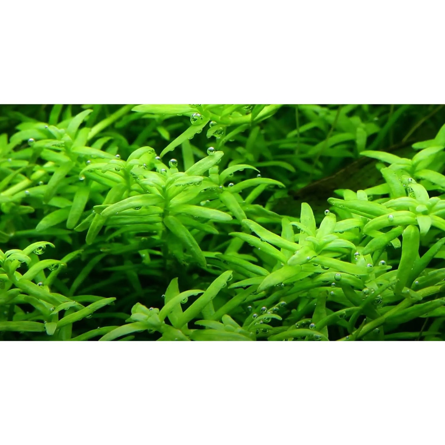 Tropica Rotala rotundifolia green 1-2-GROW - Aqua Essentials