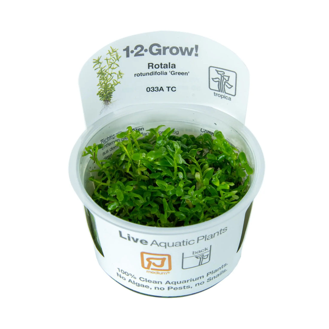 Tropica Rotala rotundifolia green 1-2-GROW - Aqua Essentials