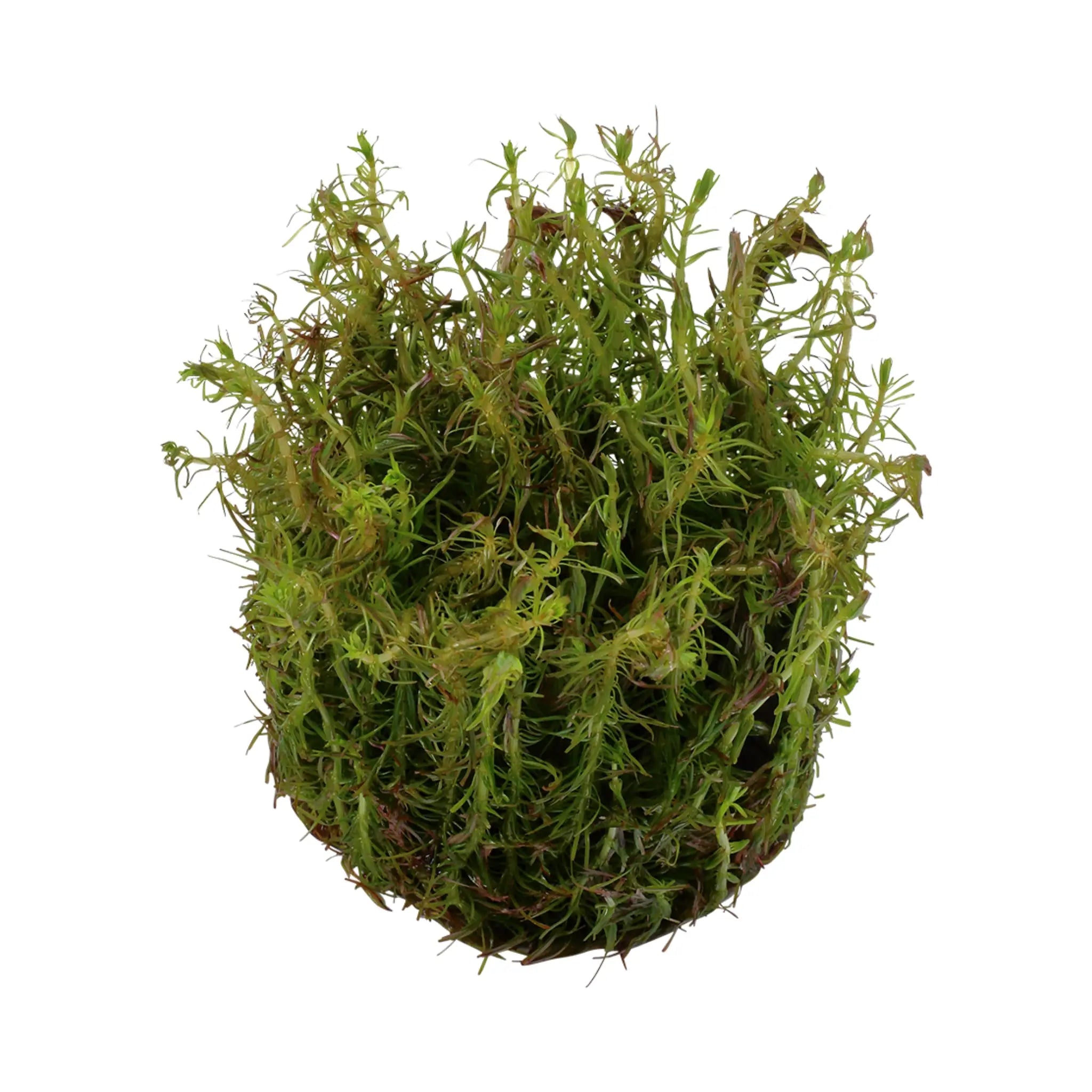 Tropica Rotala wallichi 1-2-GROW! - Aqua Essentials