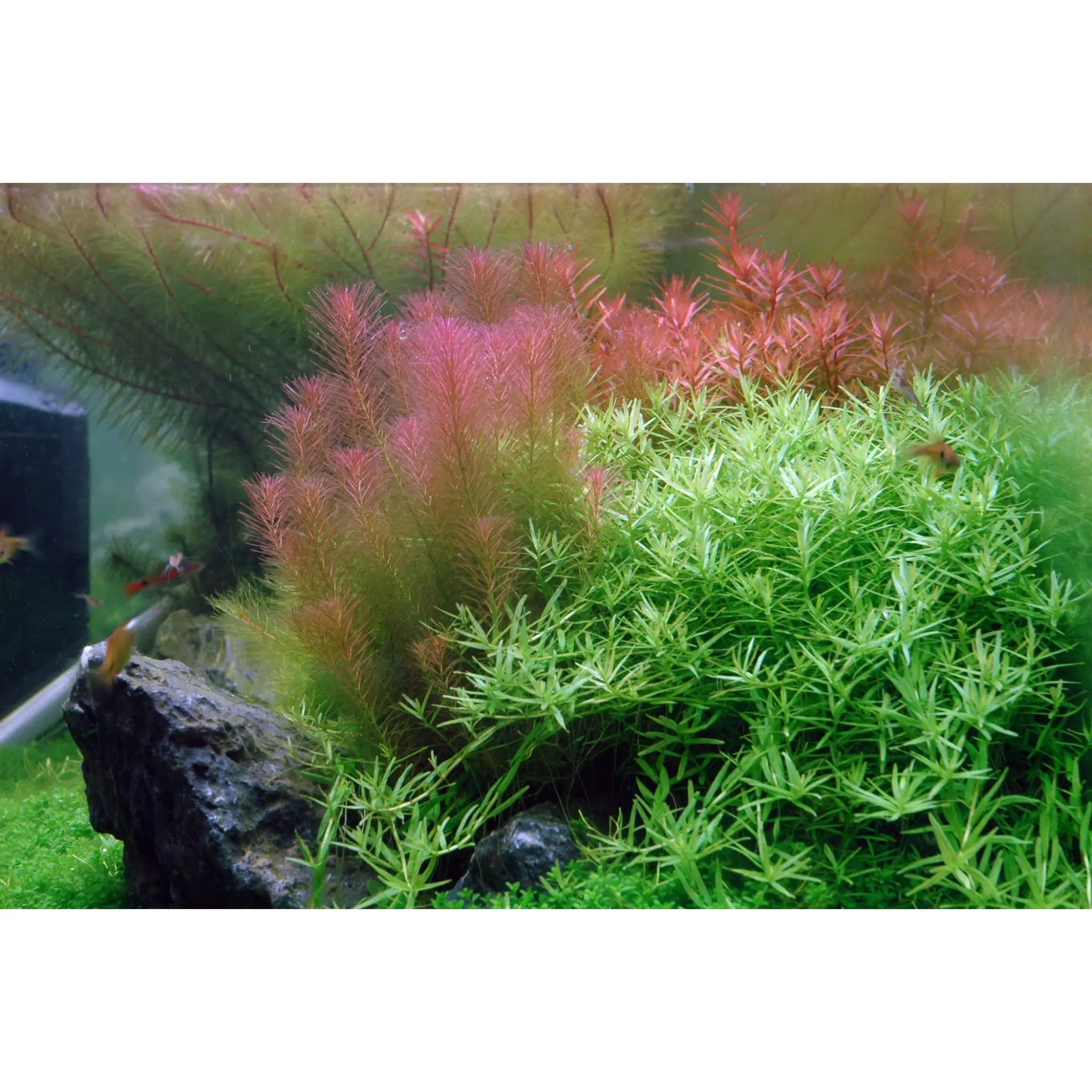 Tropica Rotala wallichi 1-2-GROW! - Aqua Essentials