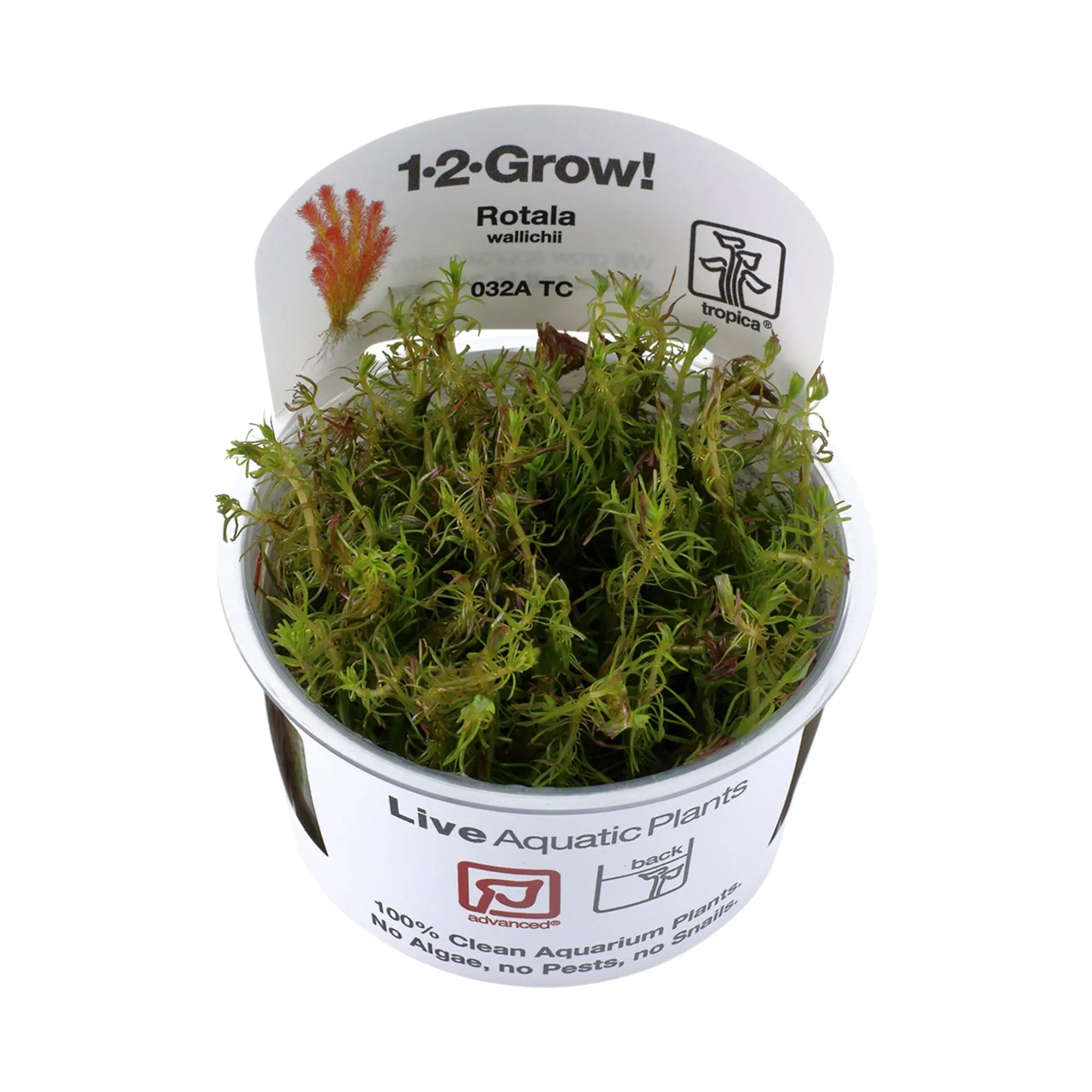 Tropica Rotala wallichi 1-2-GROW! - Aqua Essentials