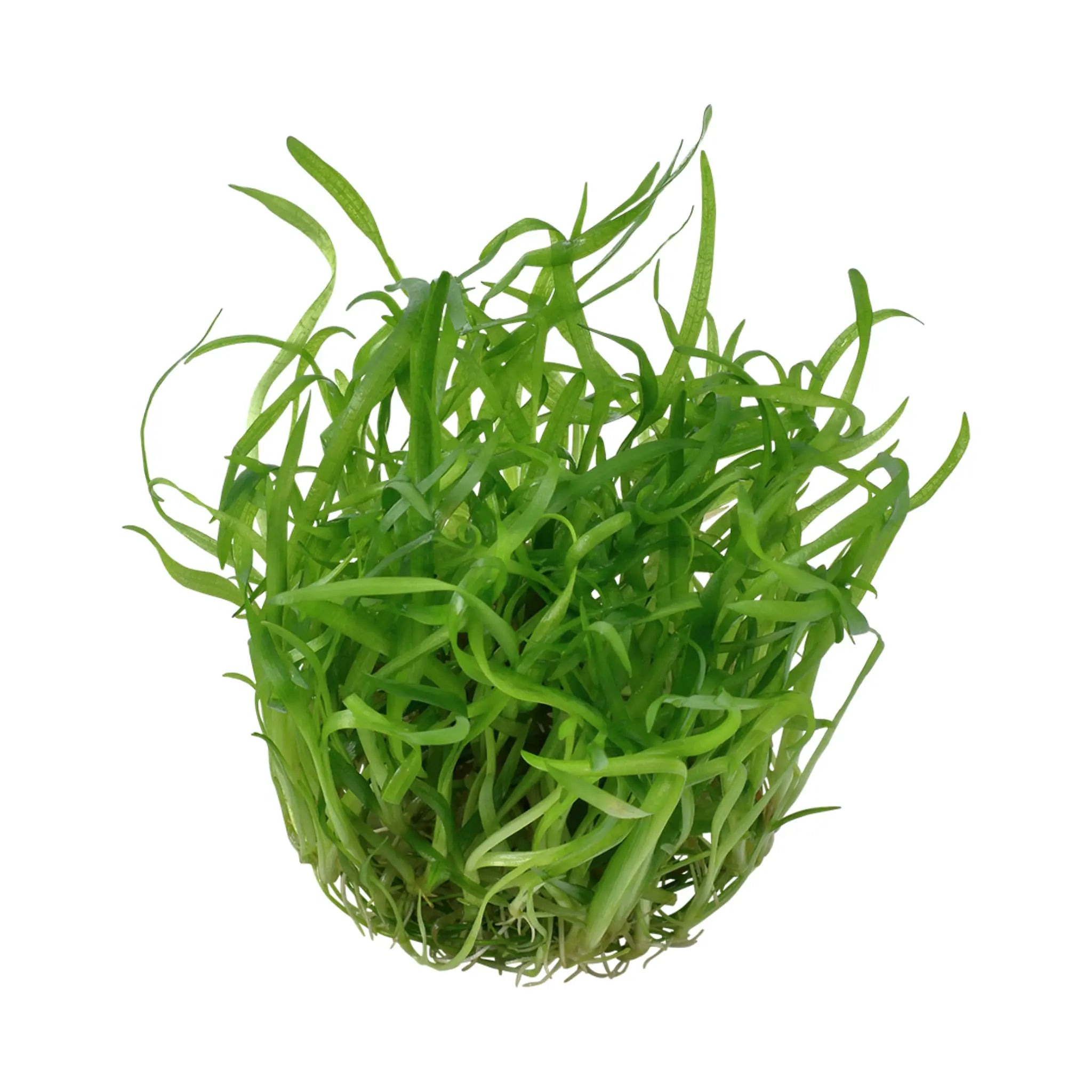 Tropica Sagittaria sabulata 1-2-Grow! - Aqua Essentials