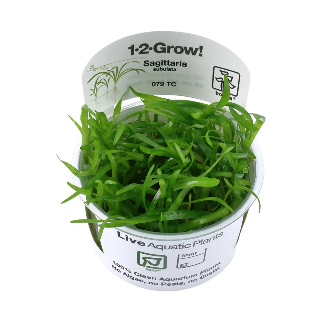 Tropica Sagittaria sabulata 1-2-Grow! - Aqua Essentials