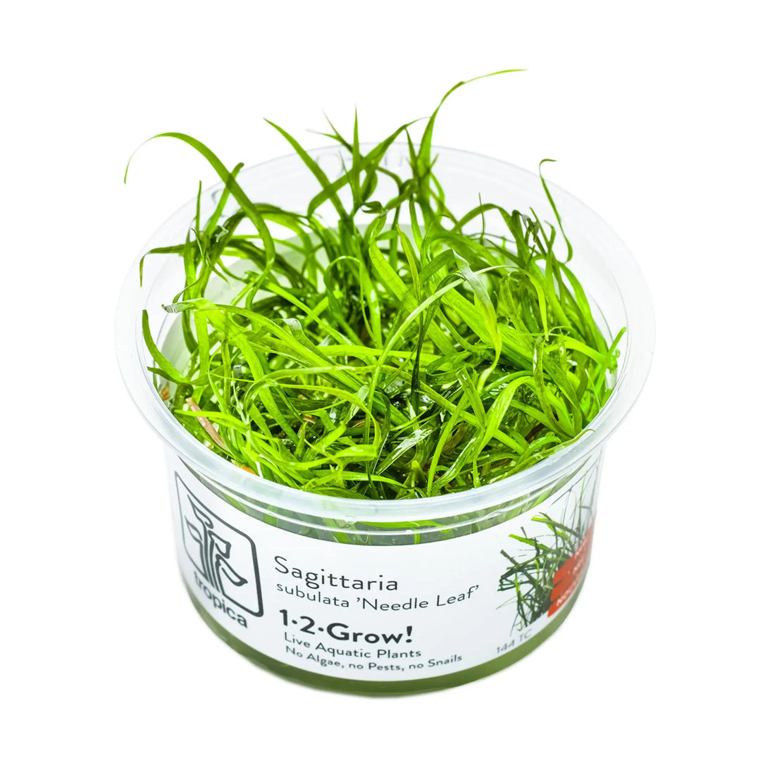 Tropica Sagittaria sabulata Needle Leaf 1-2-Grow! Tropica