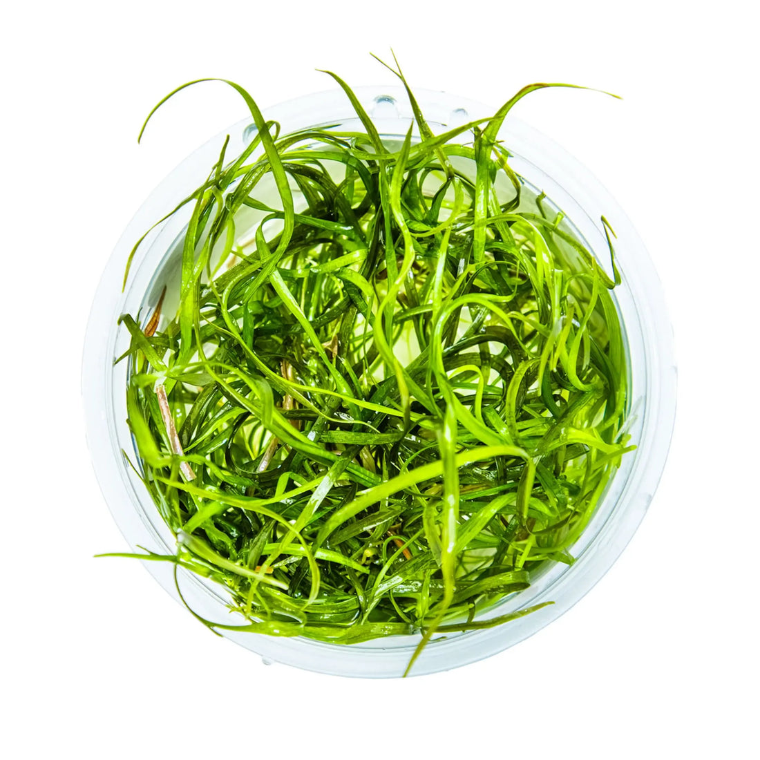 Tropica Sagittaria sabulata Needle Leaf 1-2-Grow! Tropica