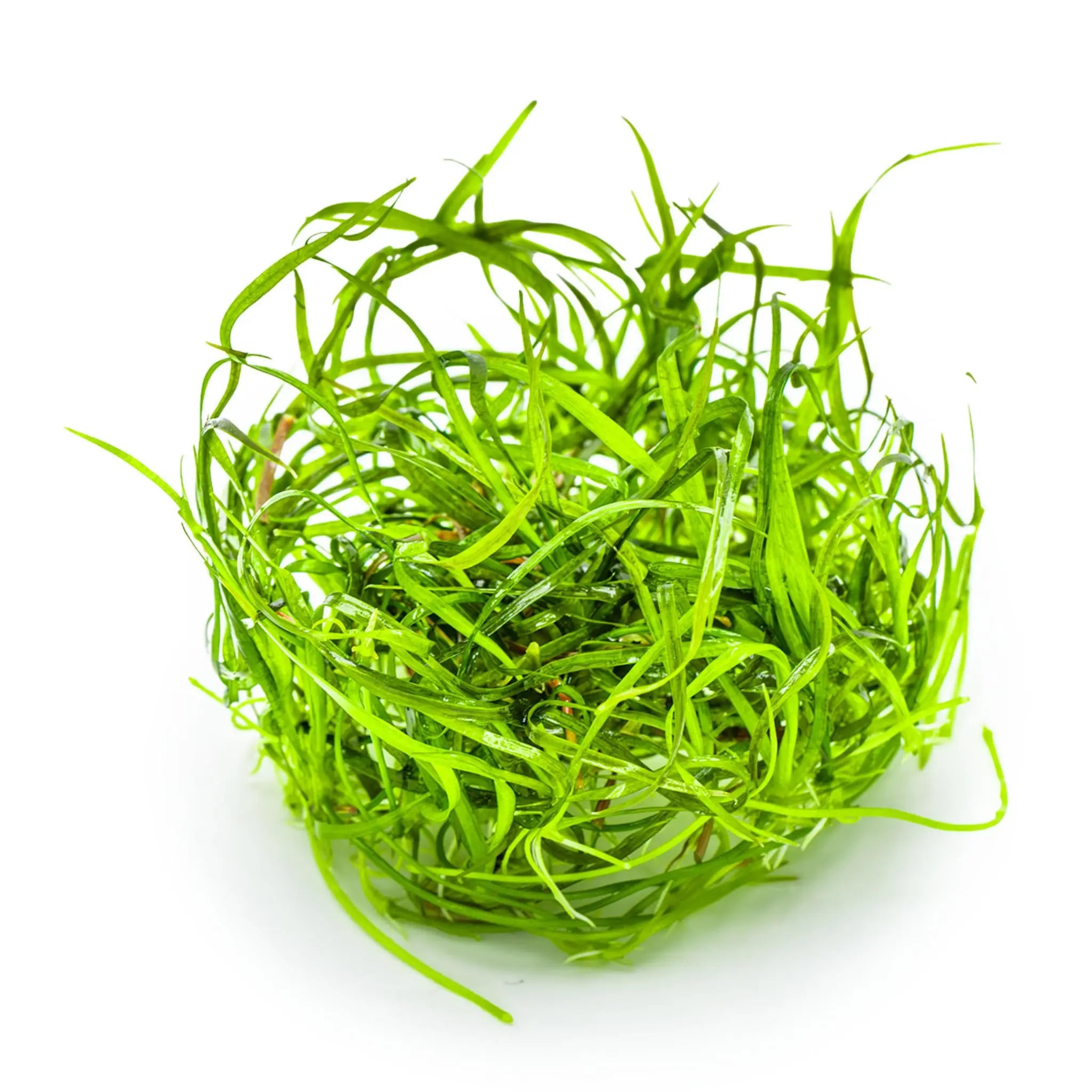 Tropica Sagittaria sabulata Needle Leaf 1-2-Grow! Tropica