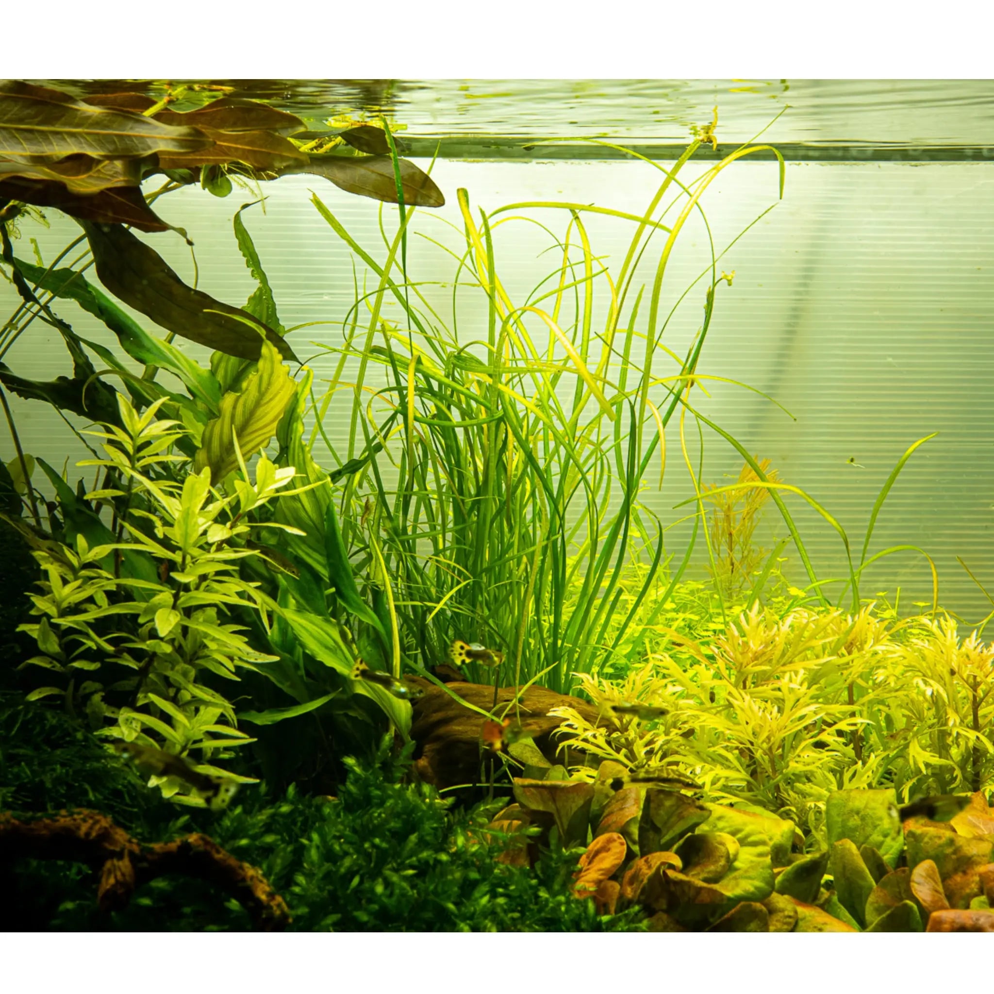 Tropica Sagittaria sabulata Needle Leaf 1-2-Grow! Tropica