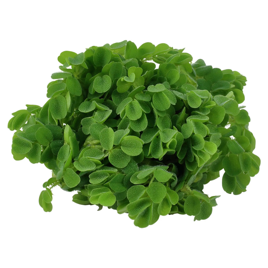 Tropica Salvinia auriculata 1-2-GROW! - Aqua Essentials