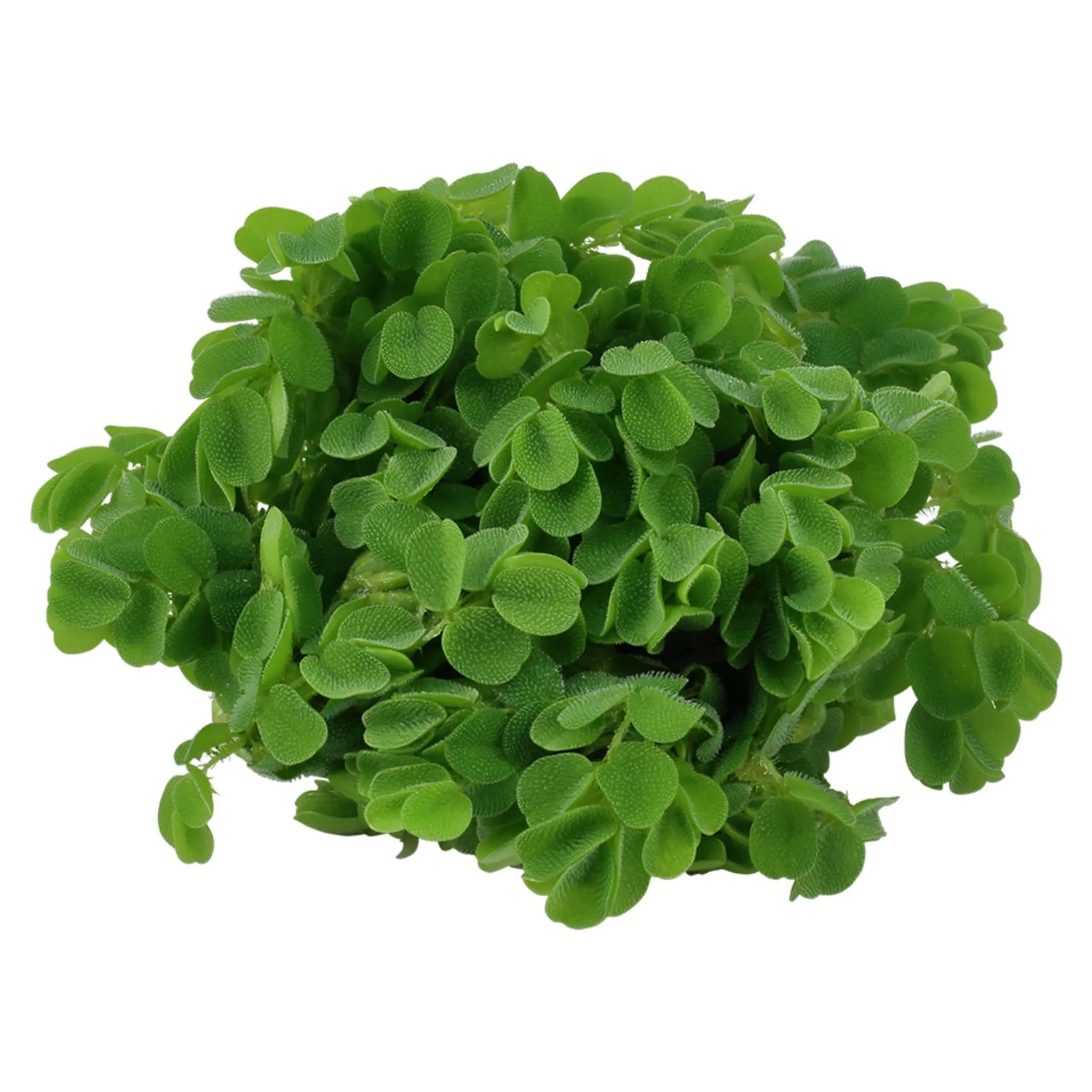 Tropica Salvinia auriculata 1-2-GROW! - Aqua Essentials